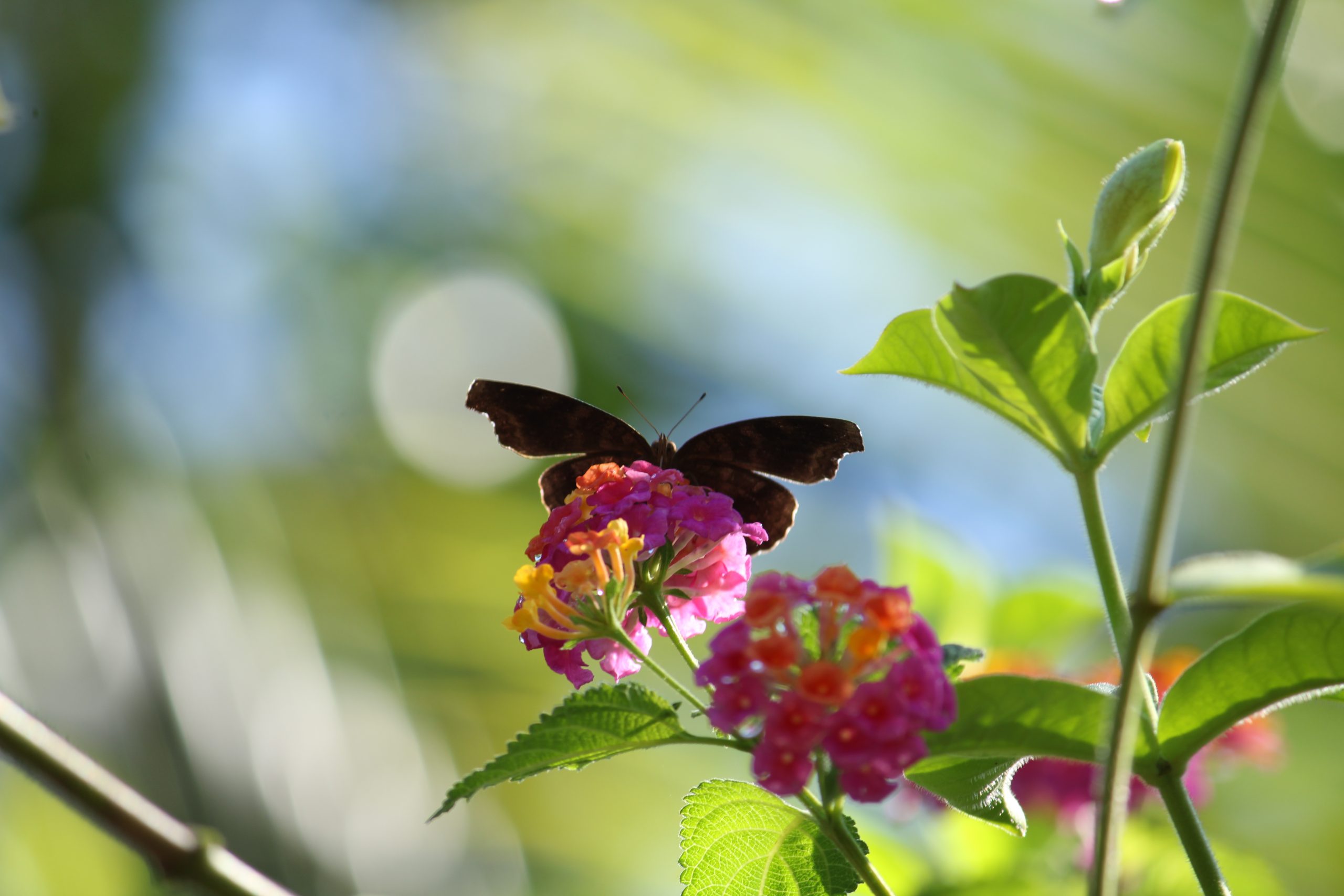 butterfly on a flower