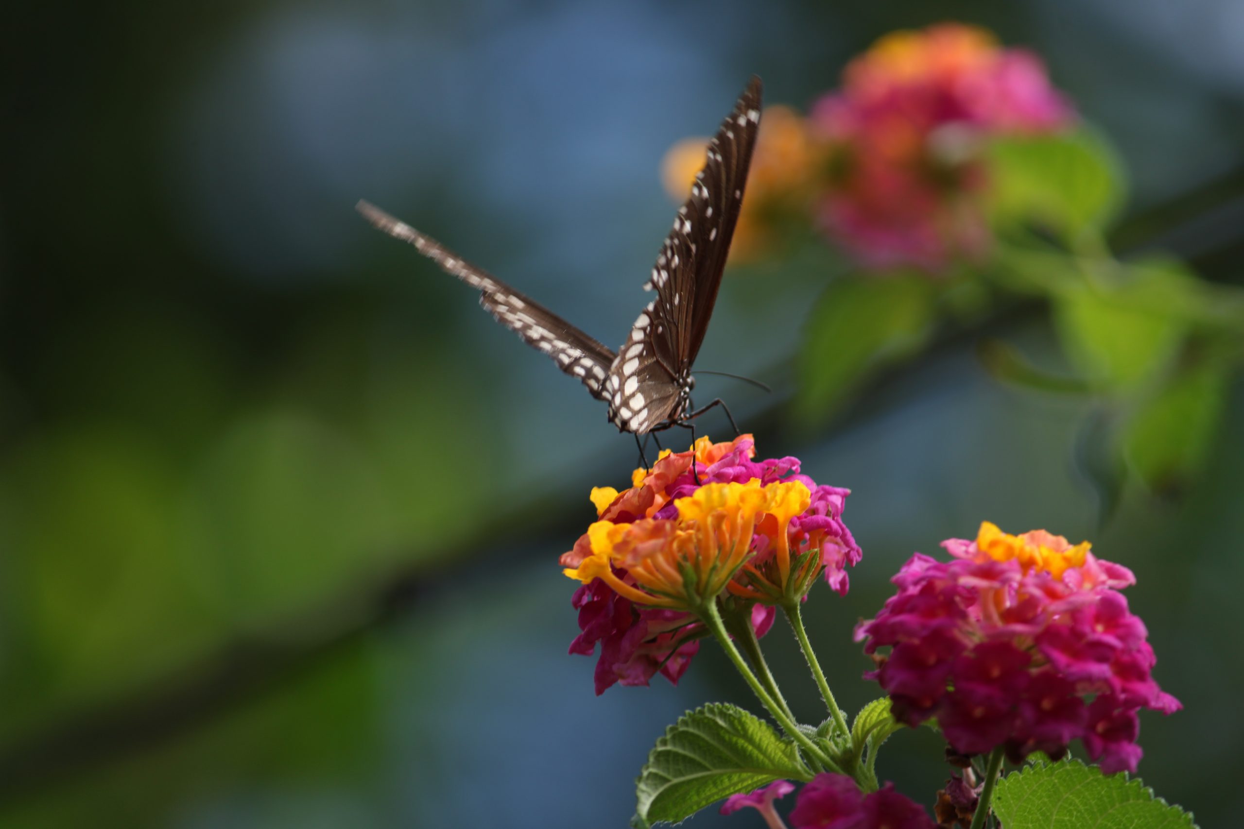 butterfly on a flower