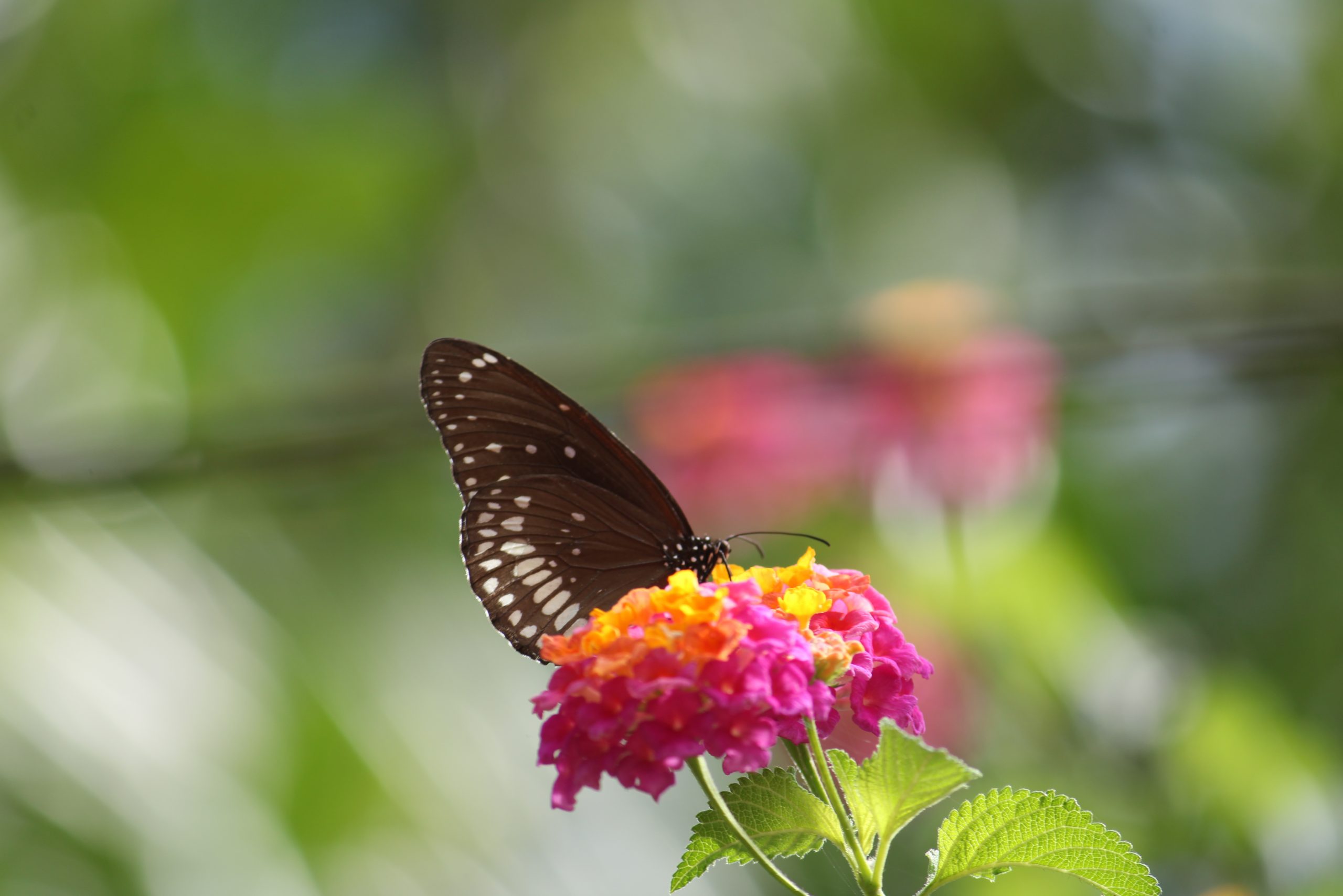 Butterfly on flower