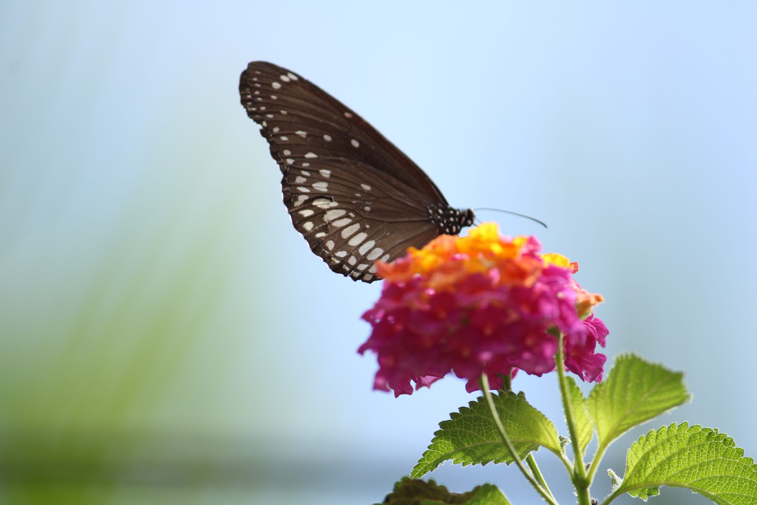 Butterfly on flower