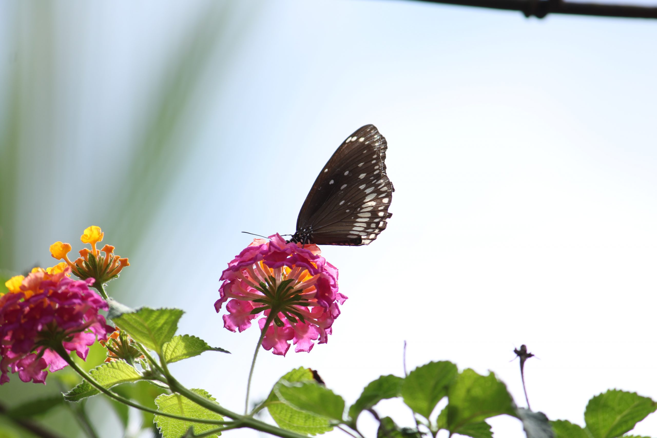 A butterfly on a flower