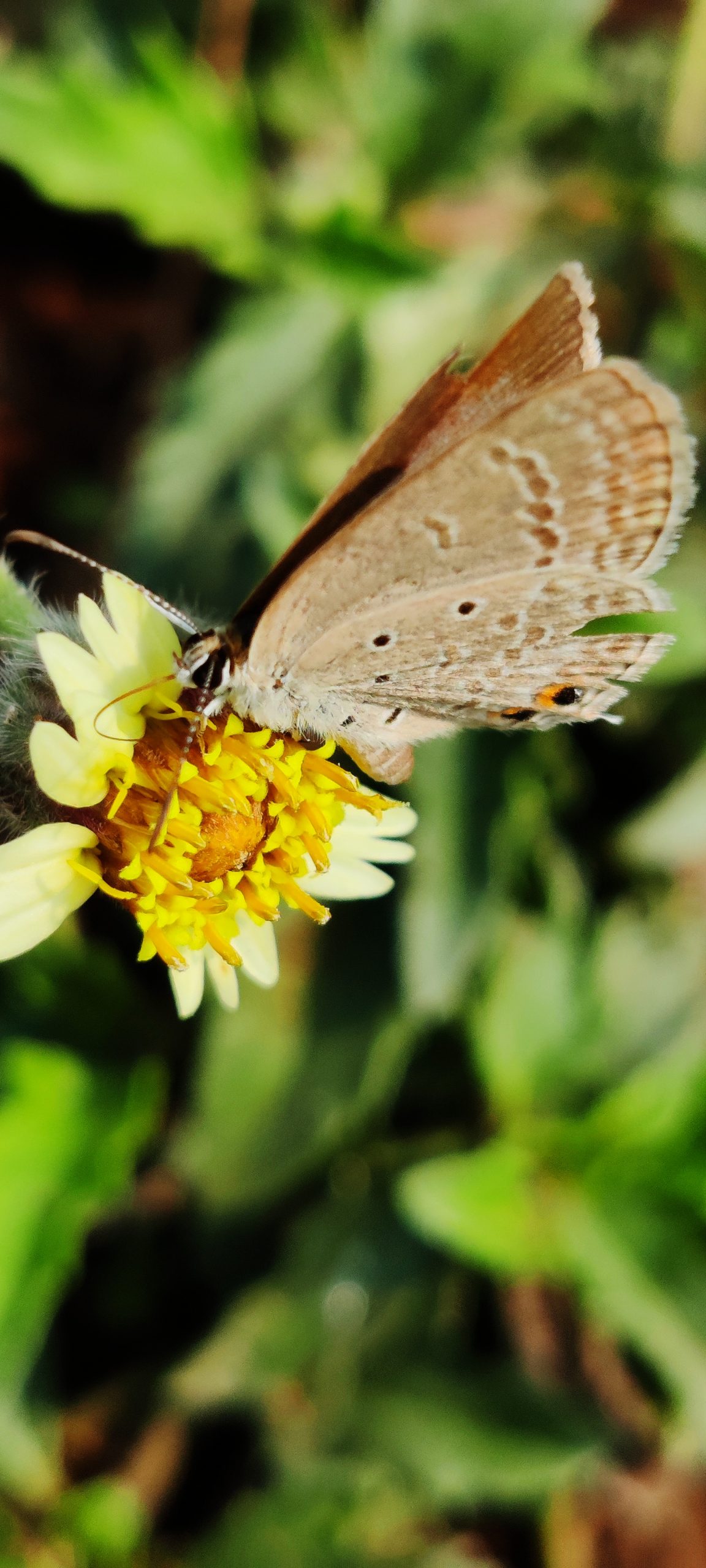 A butterfly on a flower