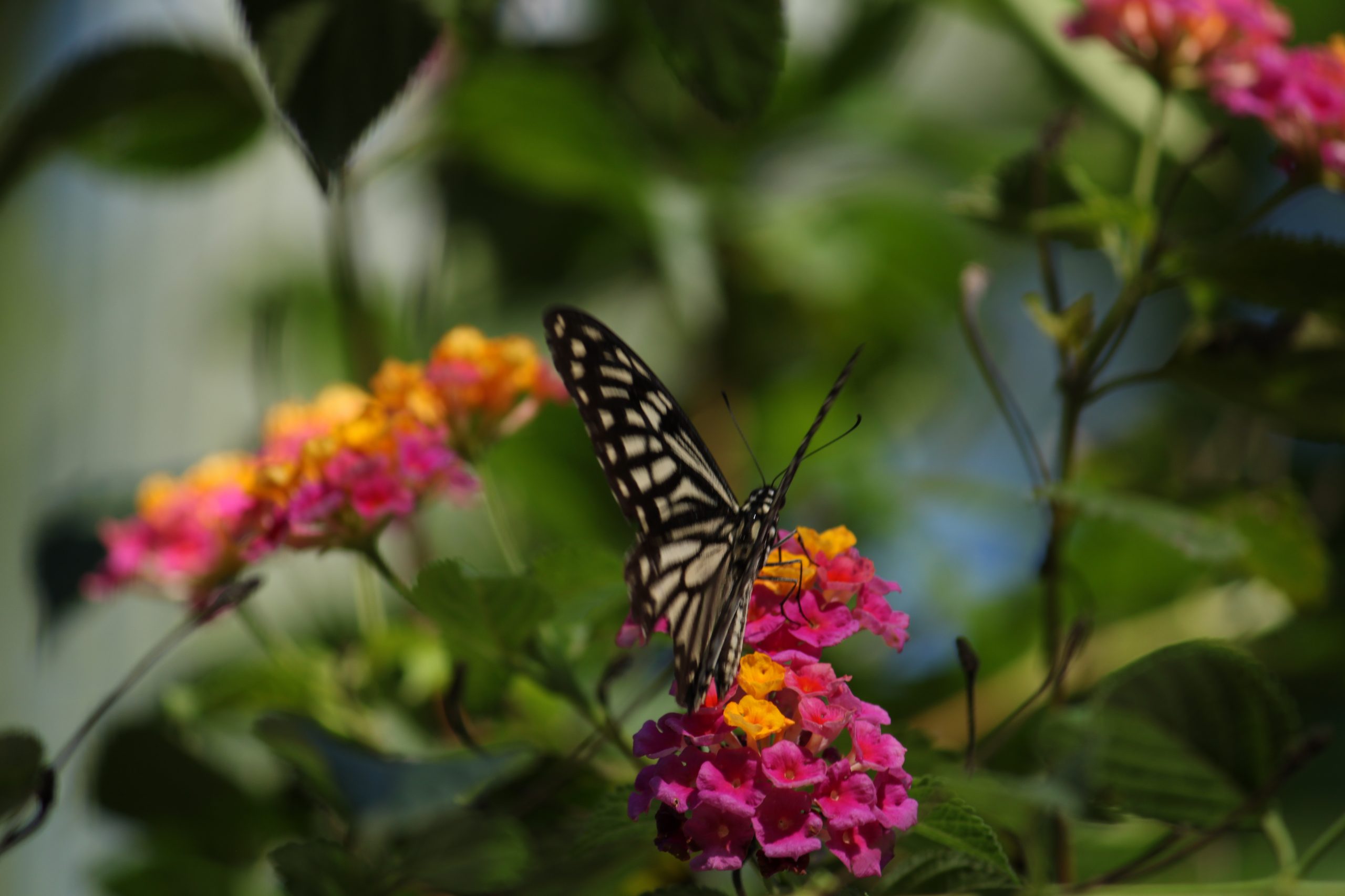 A butterfly on a flower