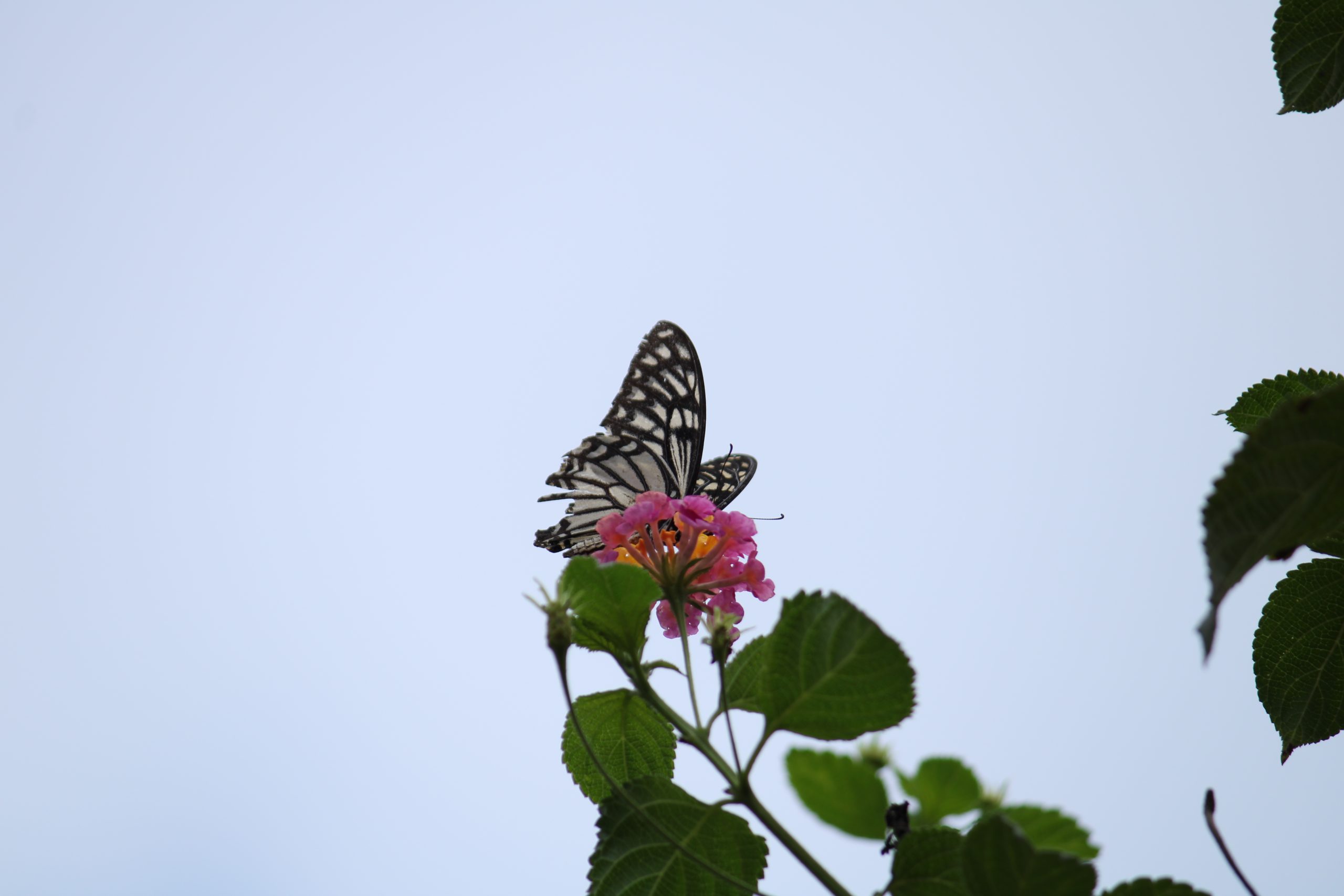 Butterfly on flower