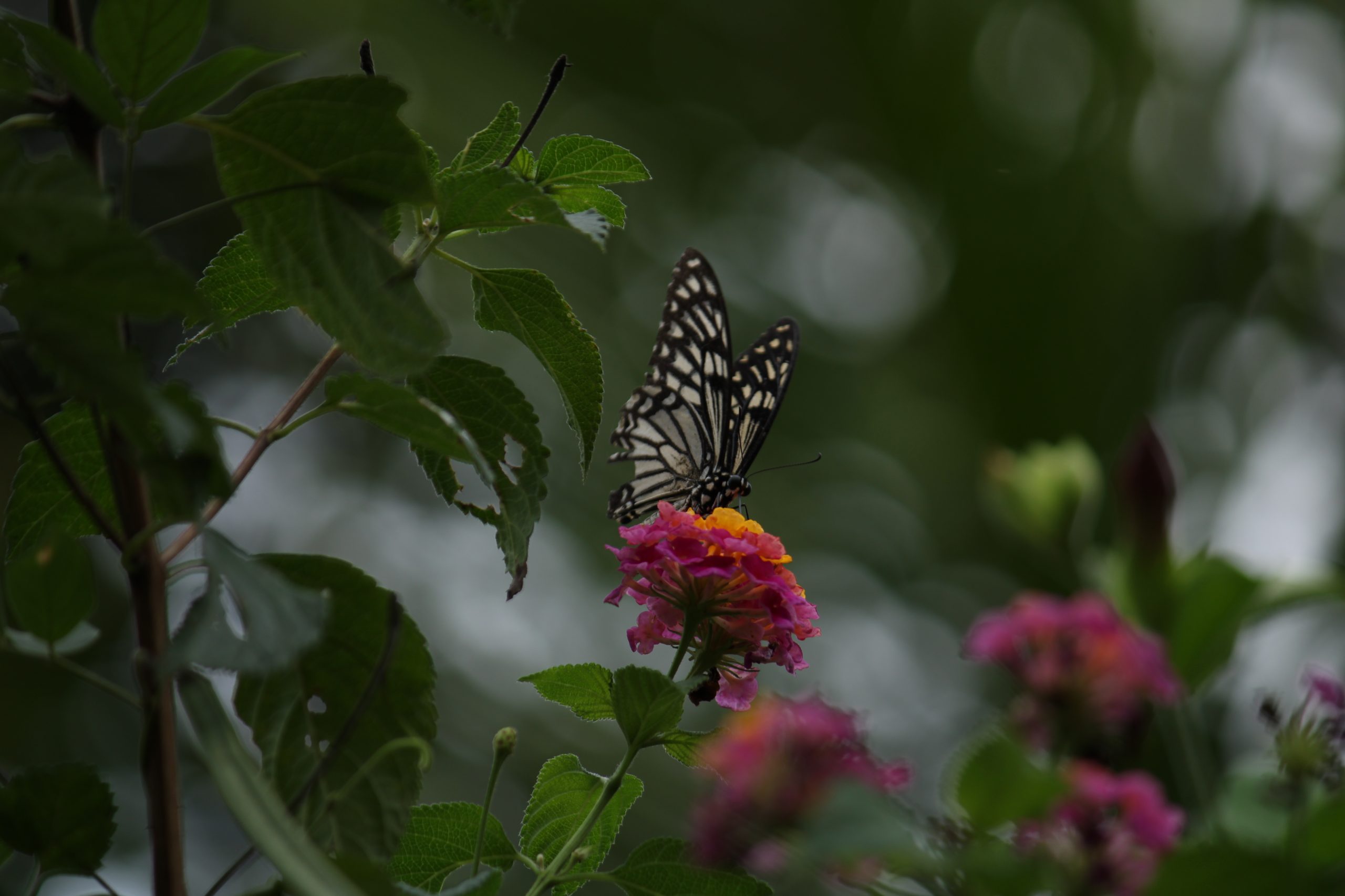 Butterfly on flower