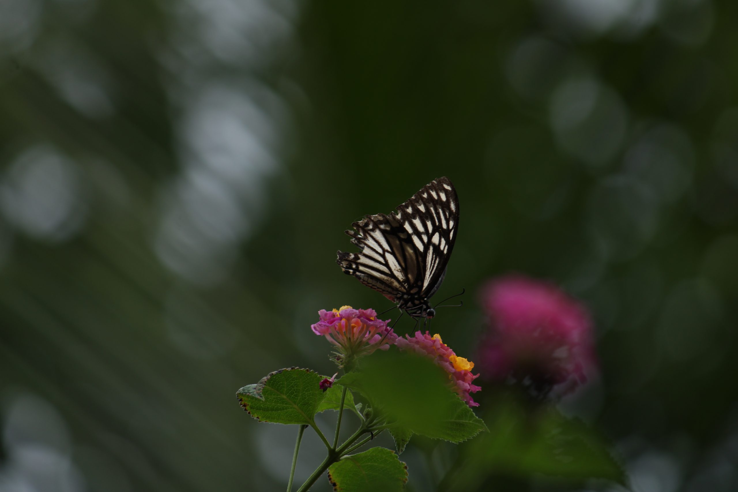 Butterfly on flower