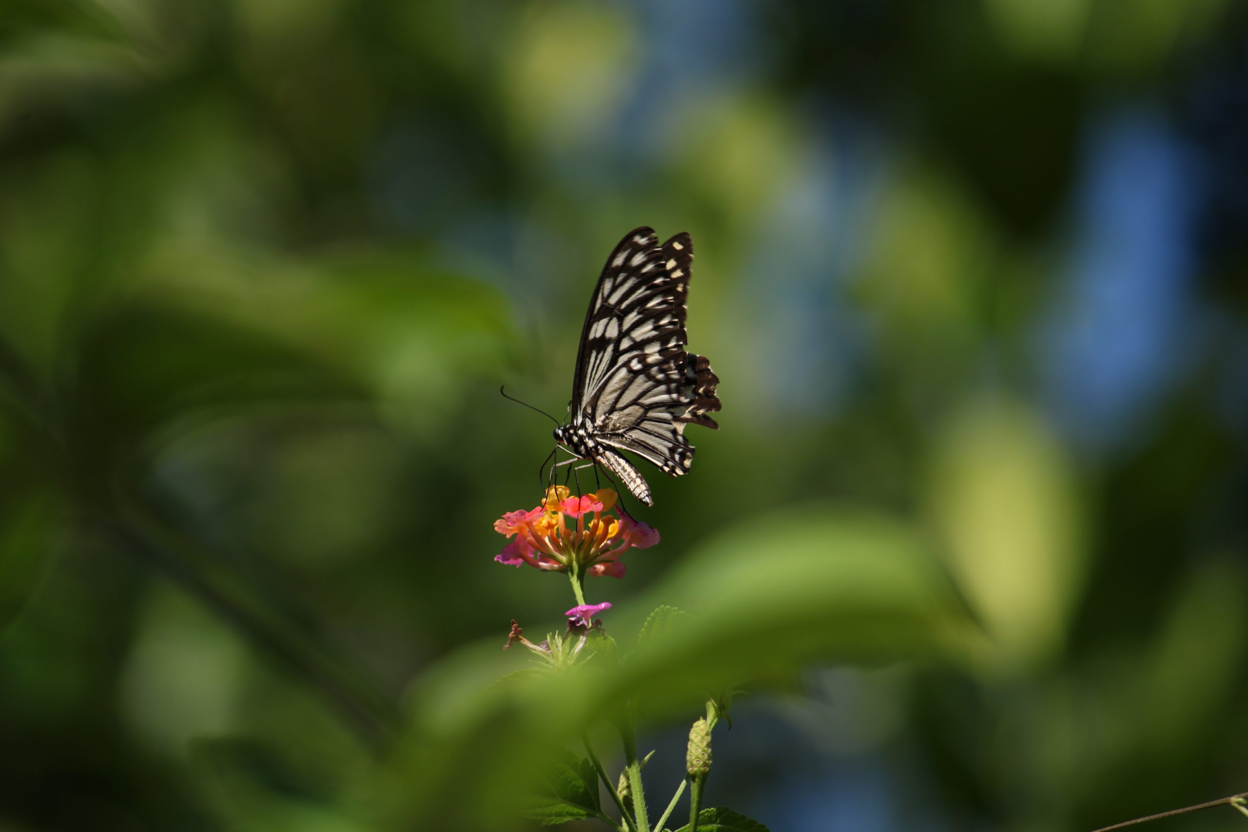 Butterfly on flower