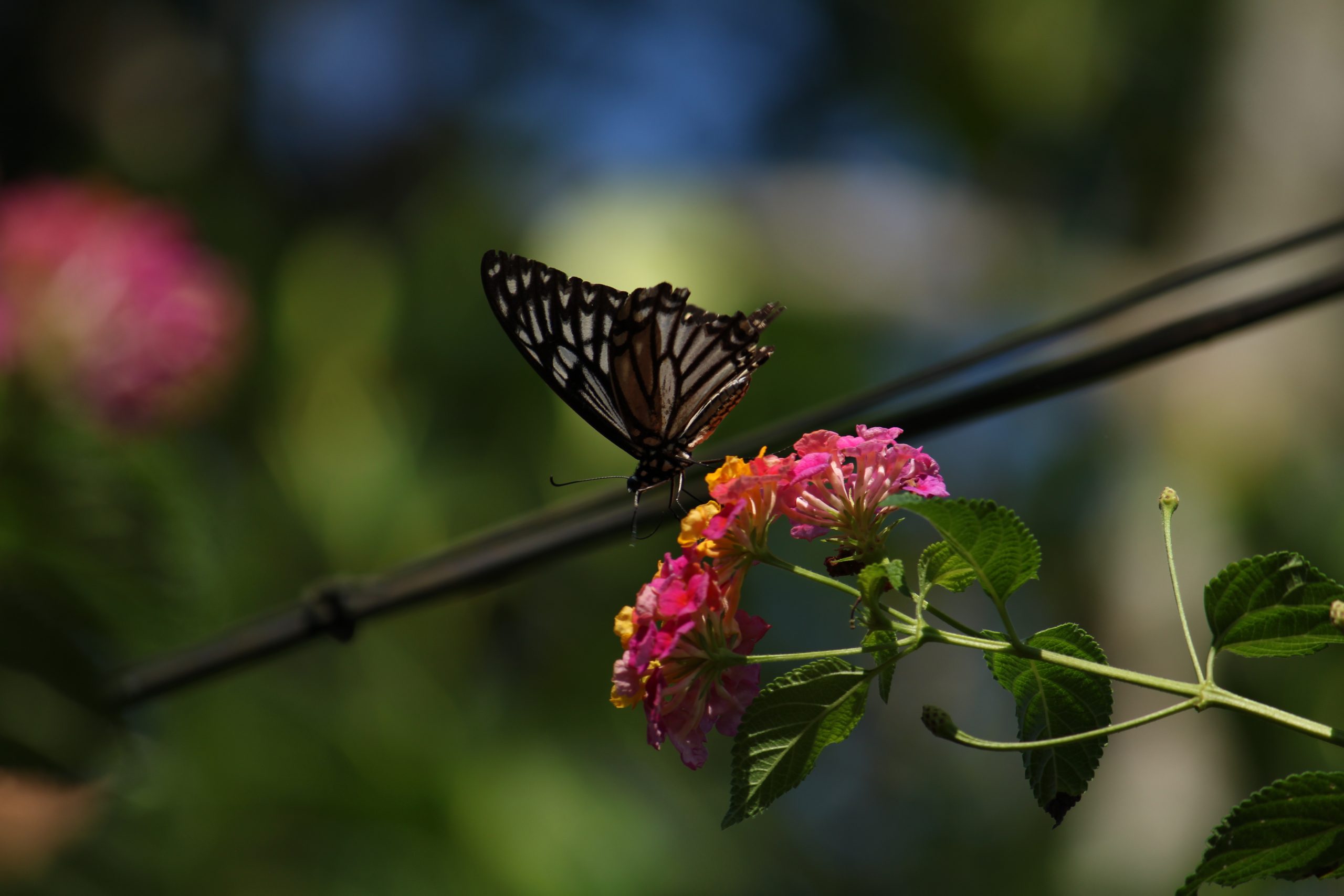 Butterfly on flower