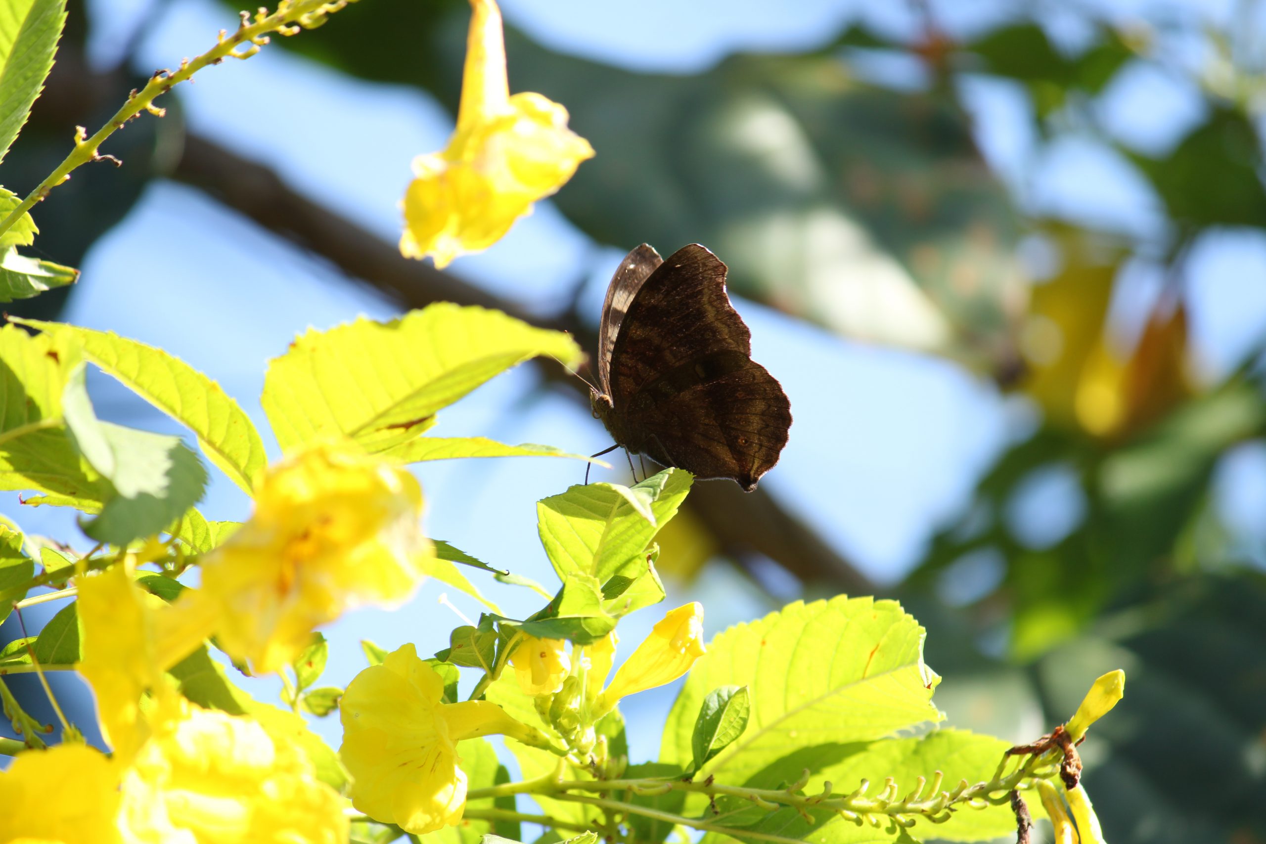 Butterfly on leaf