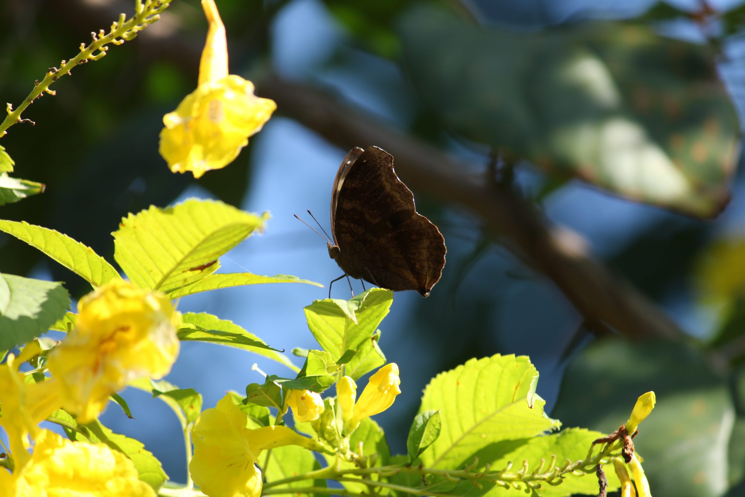 butterfly on a flower