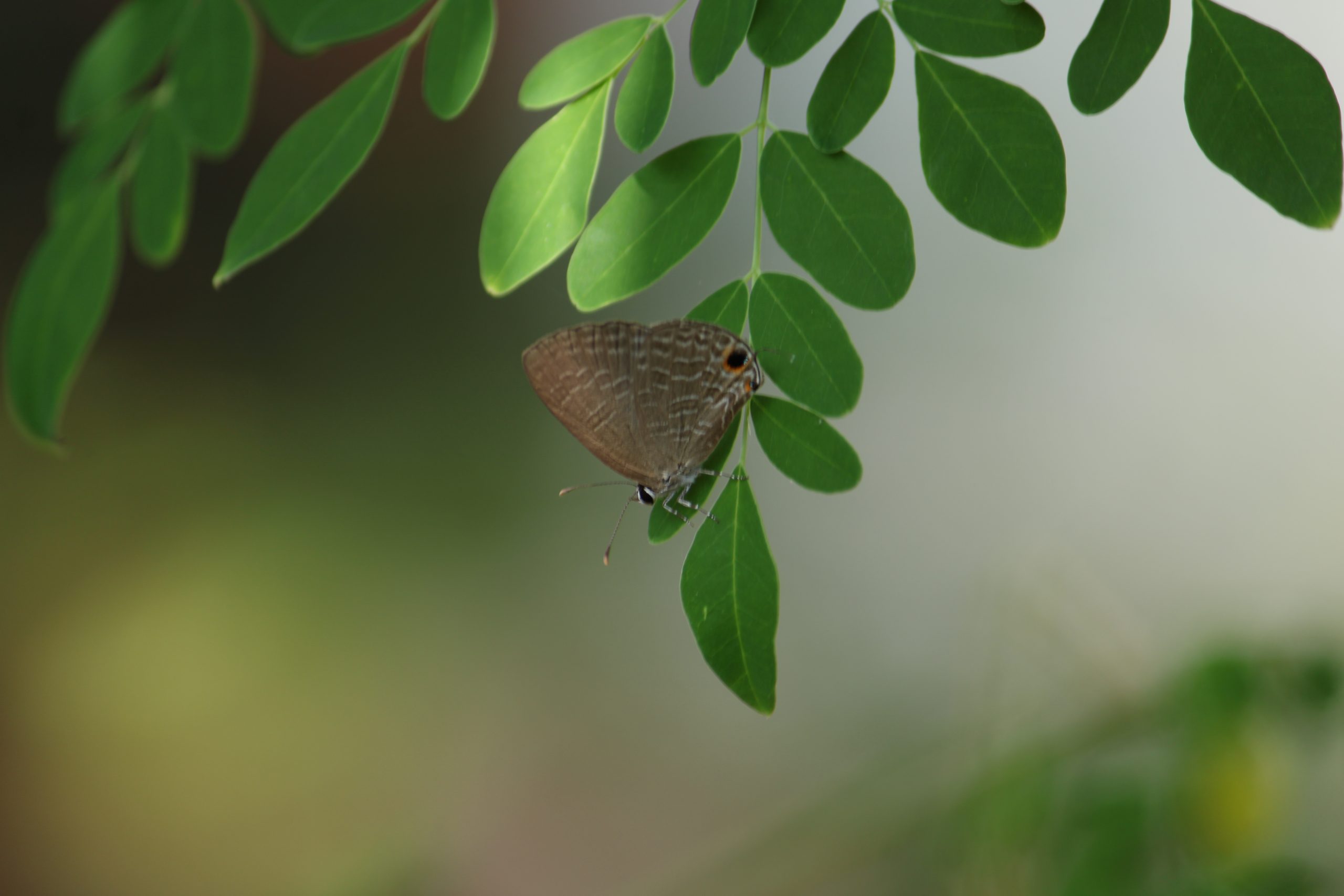 Butterfly on leaf