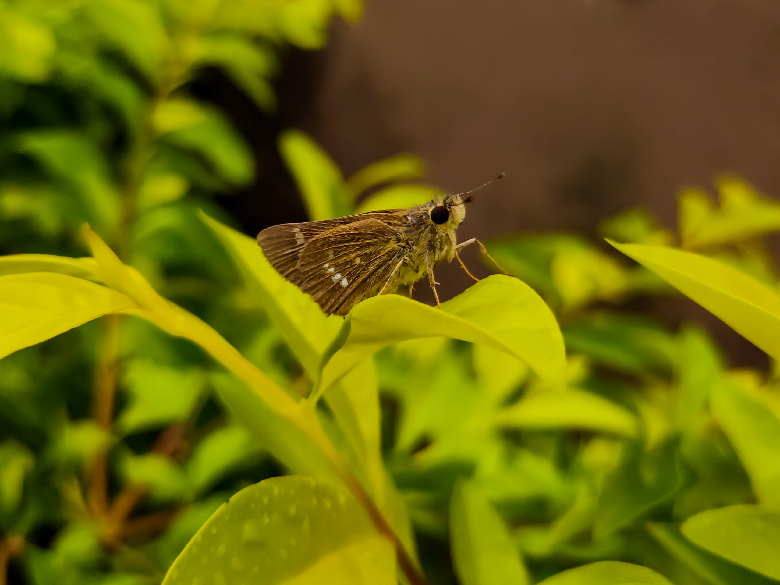 A butterfly on green leaves