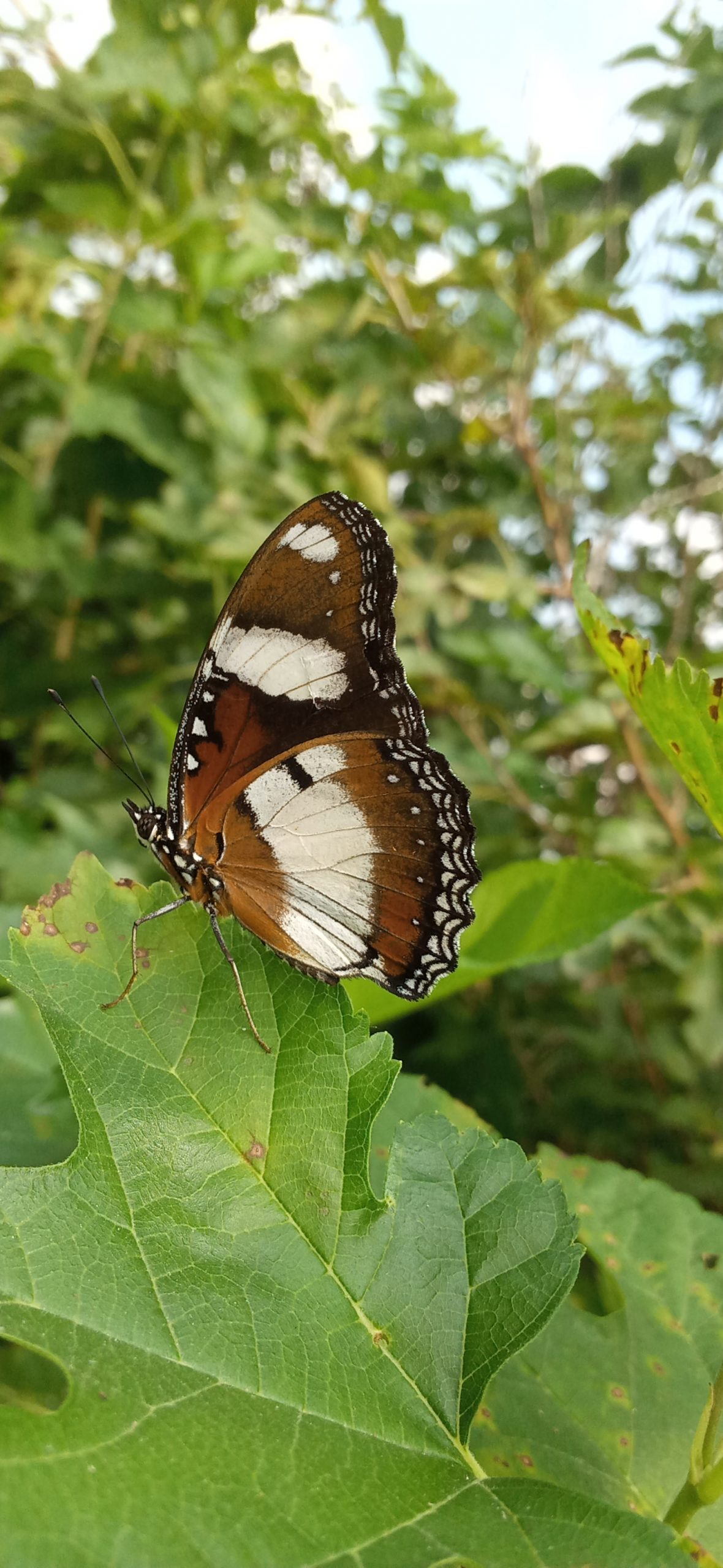 A butterfly on leaf