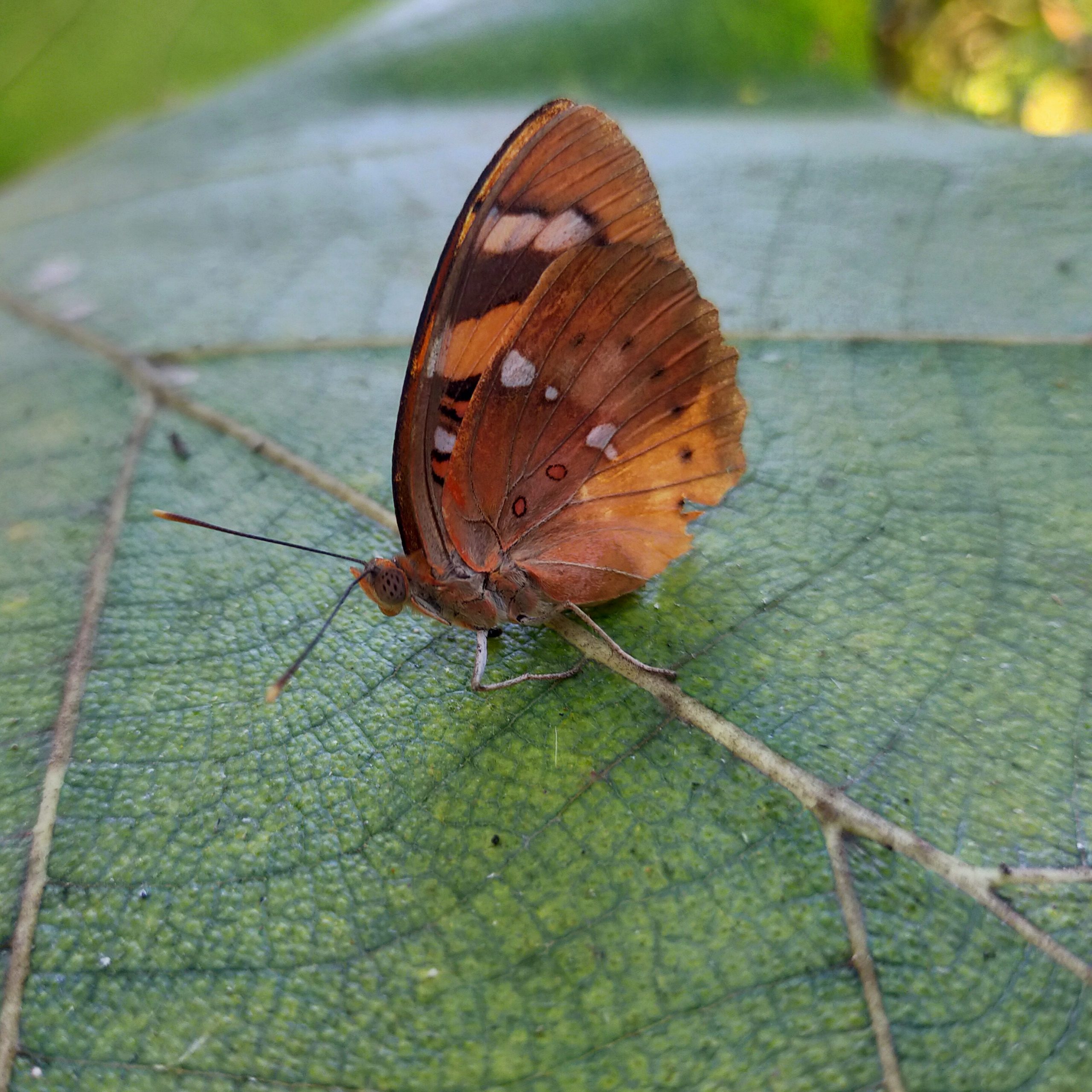 butterfly on a leaf