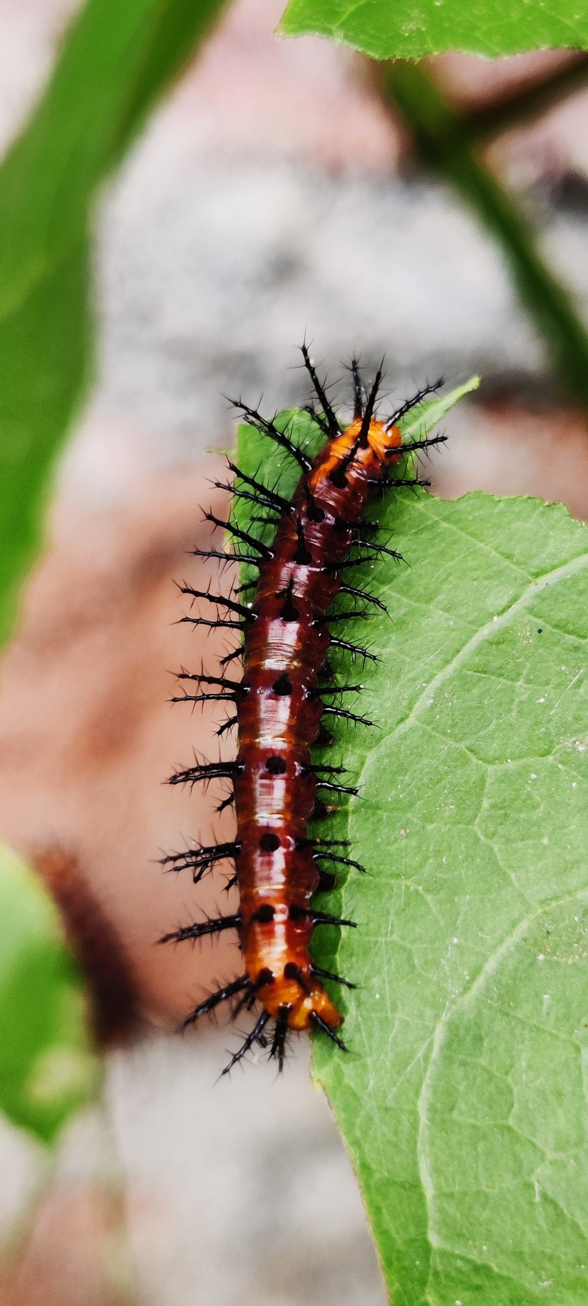 A caterpillar