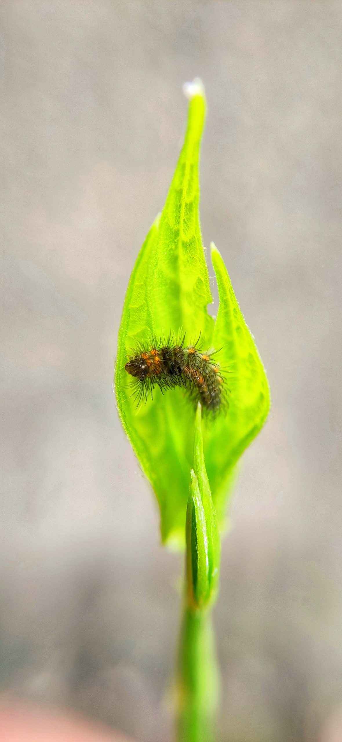 A caterpillar on a leaf