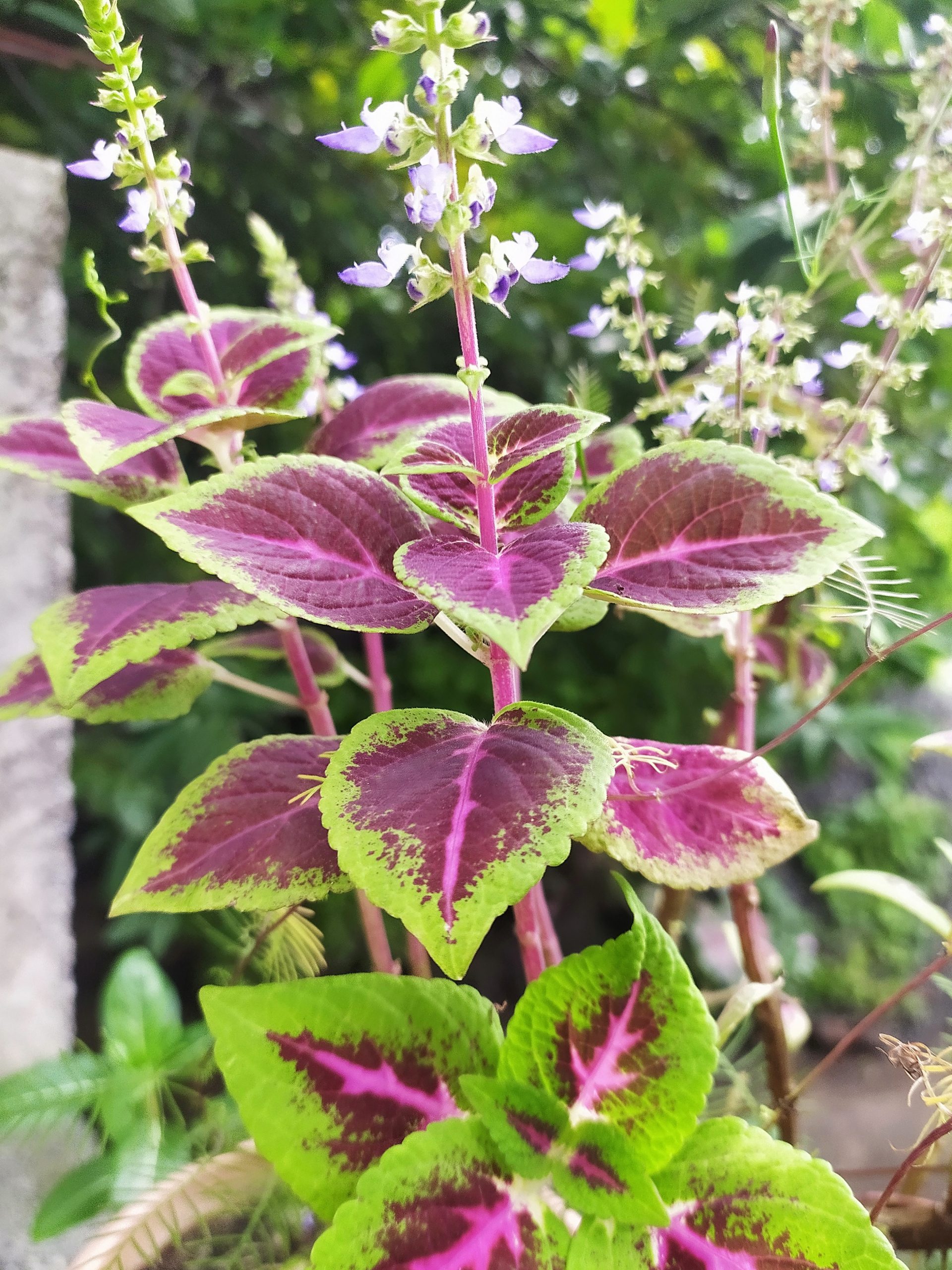 A coleus plant