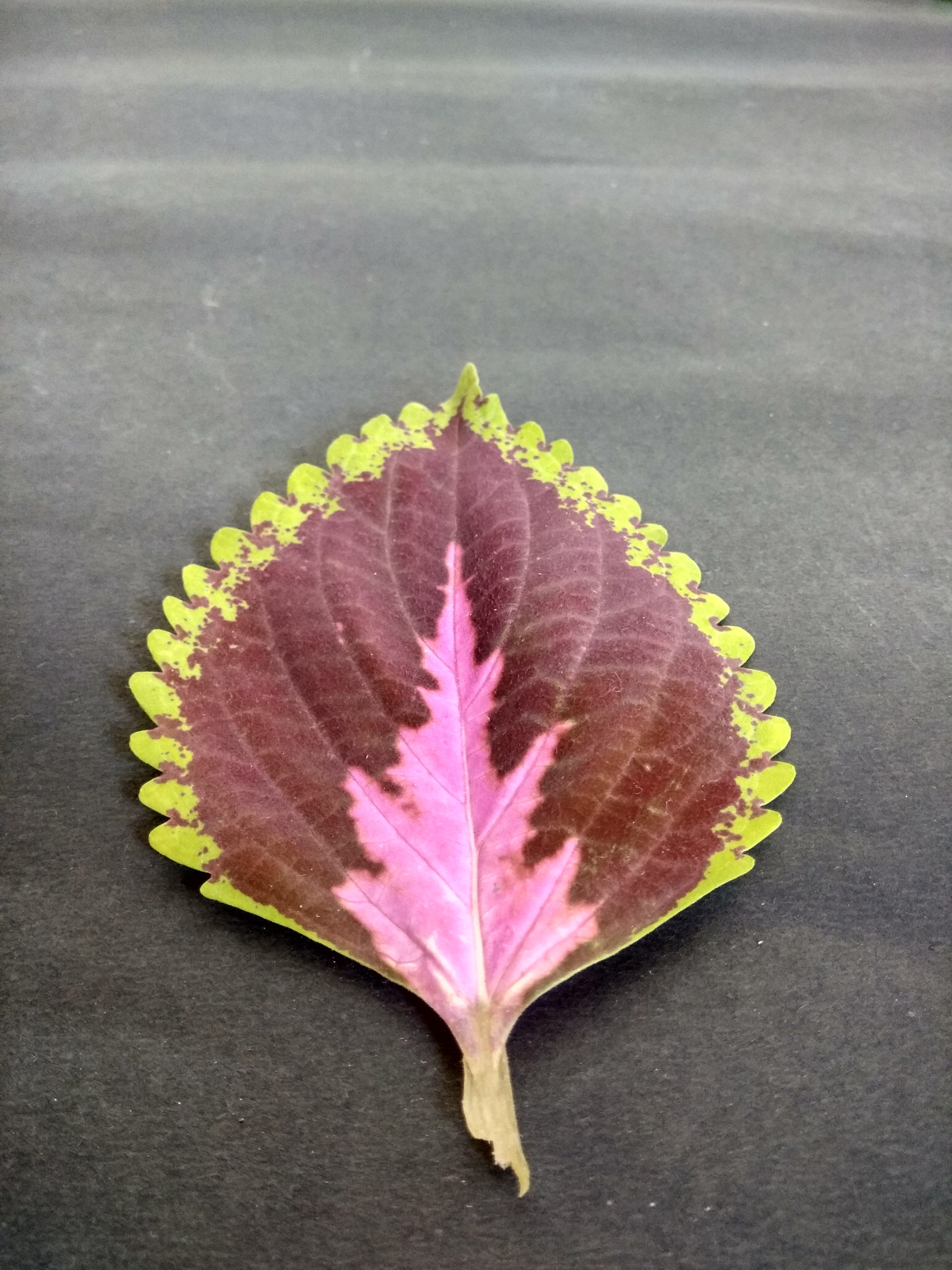 A colorful leaf