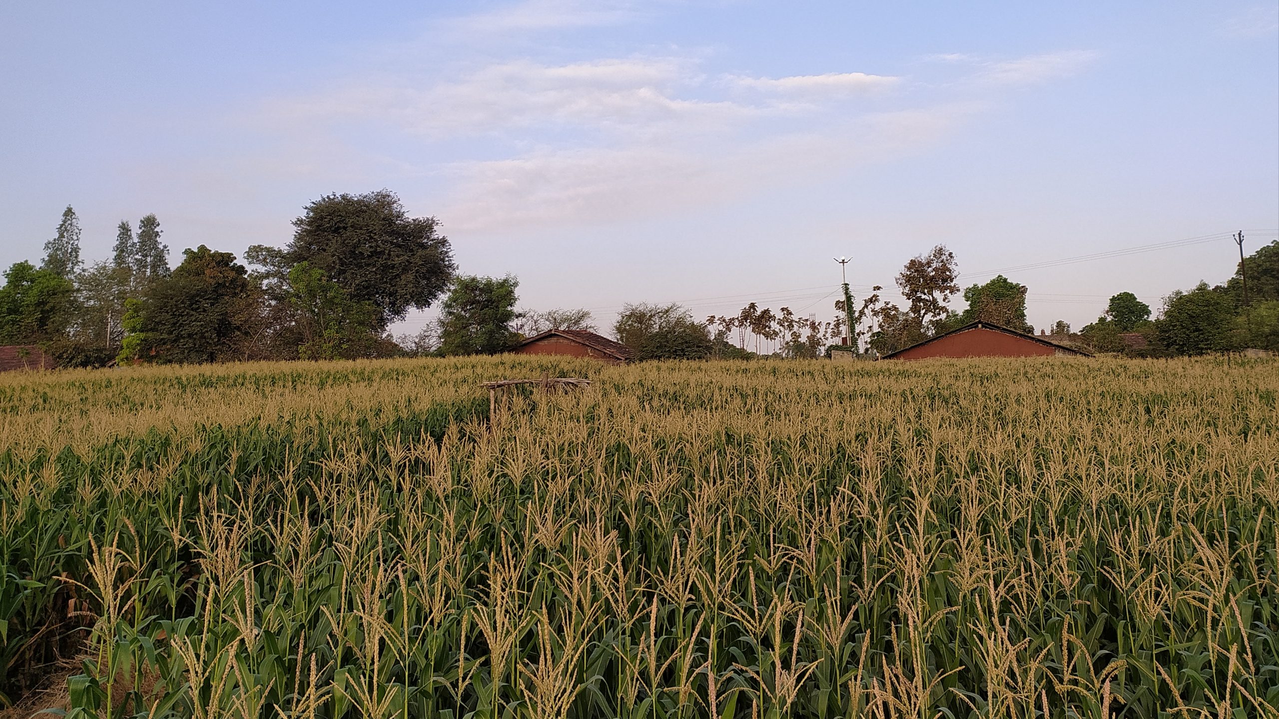 Agriculture field