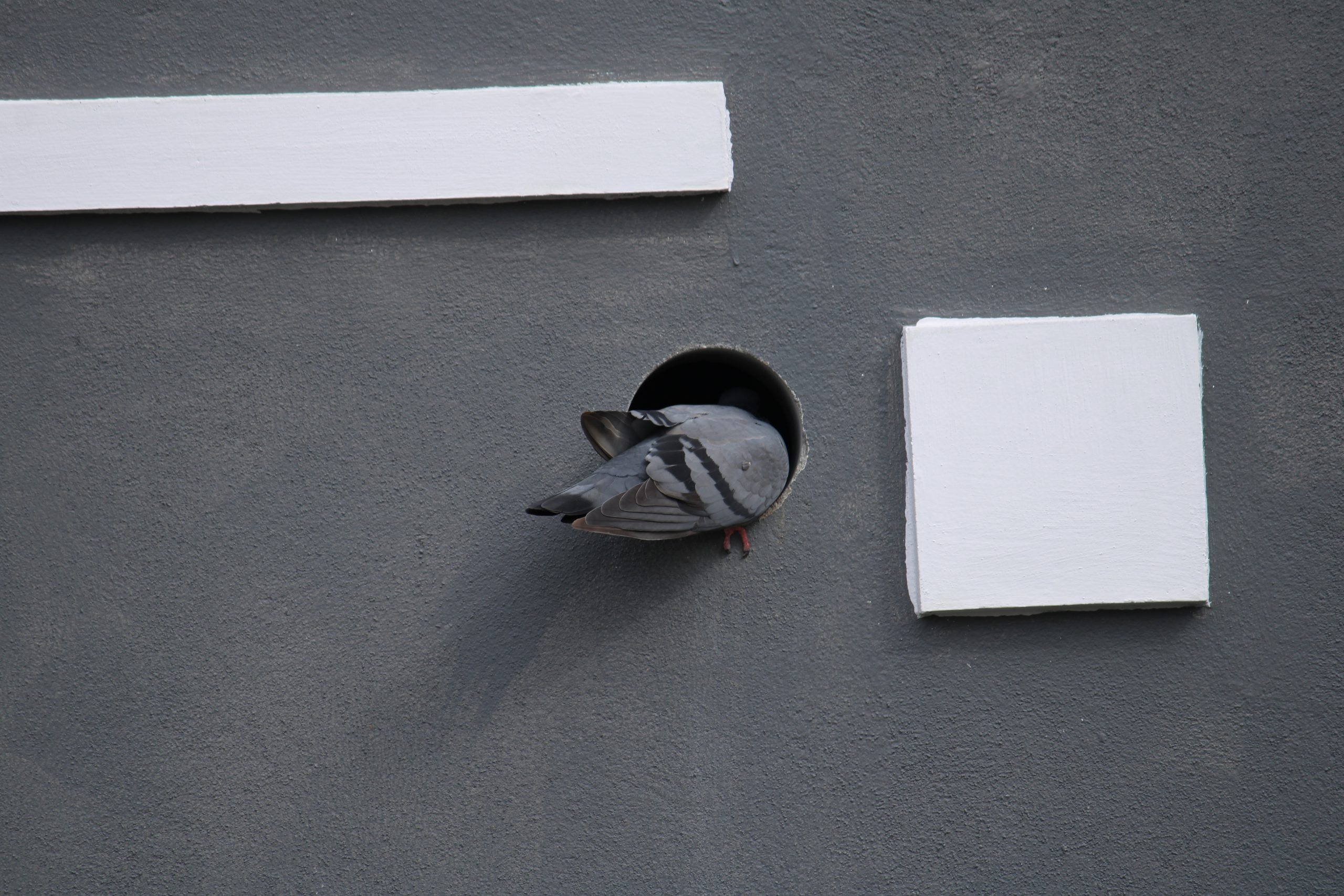 A dove entering in a pipe