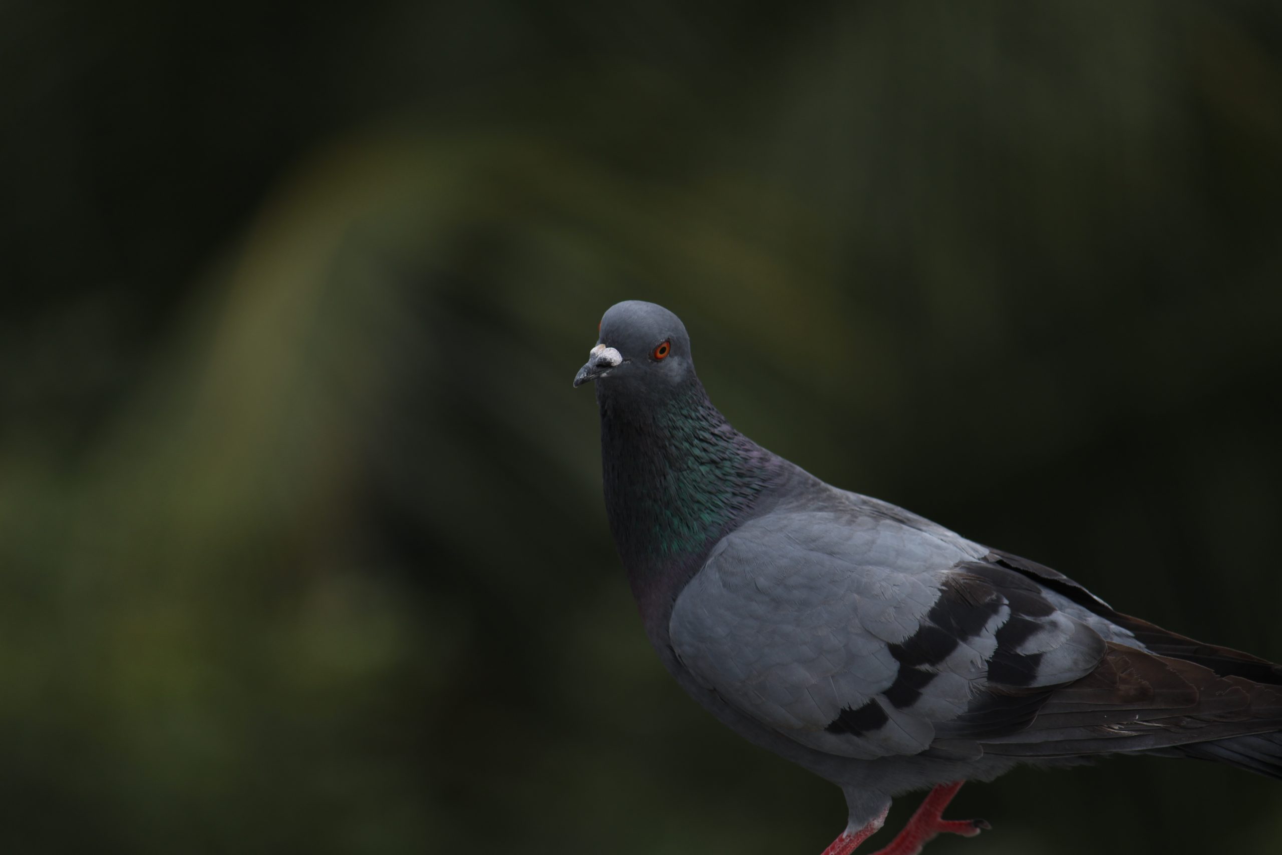 Pigeon Close-up