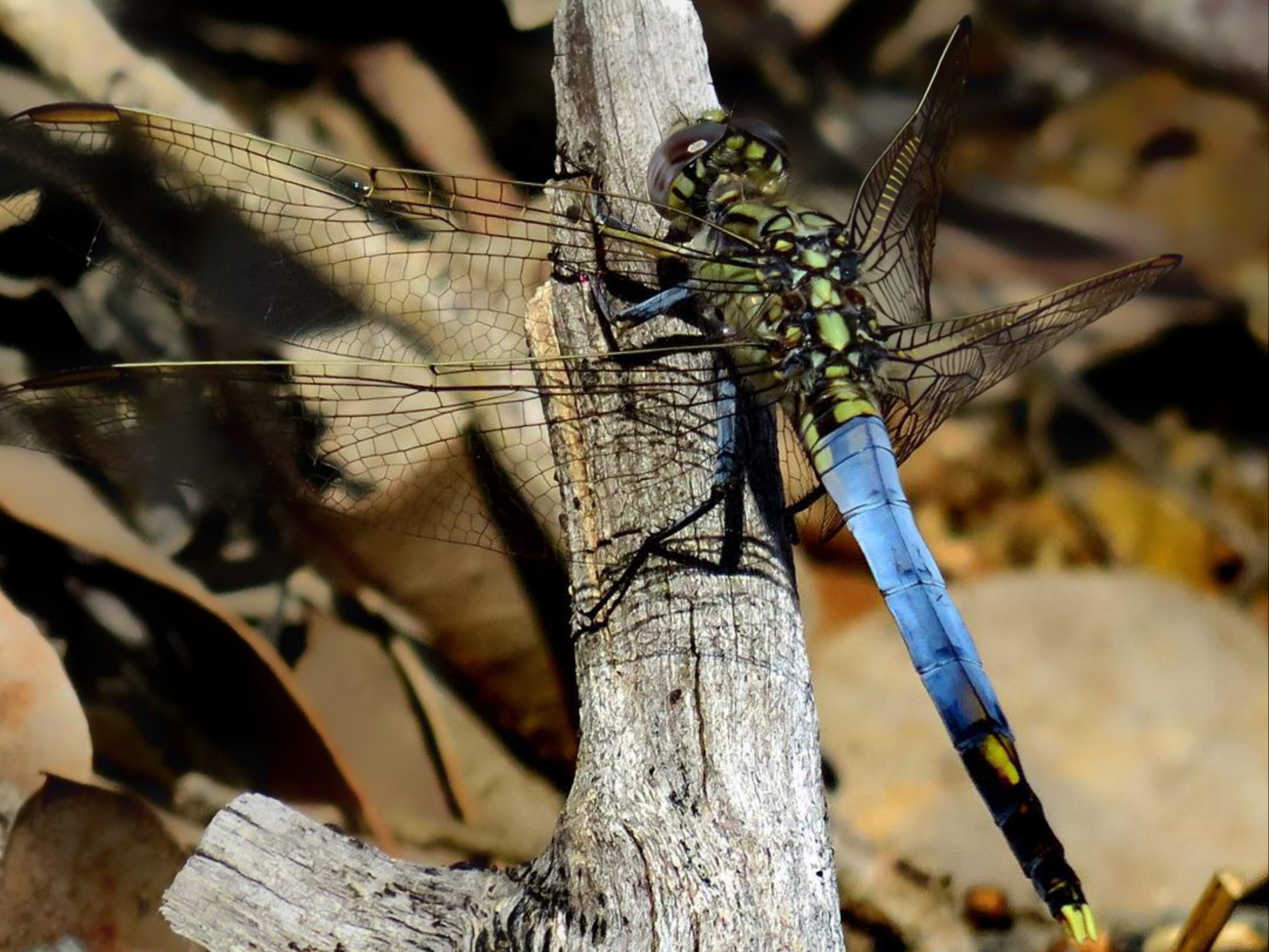 A dragonfly