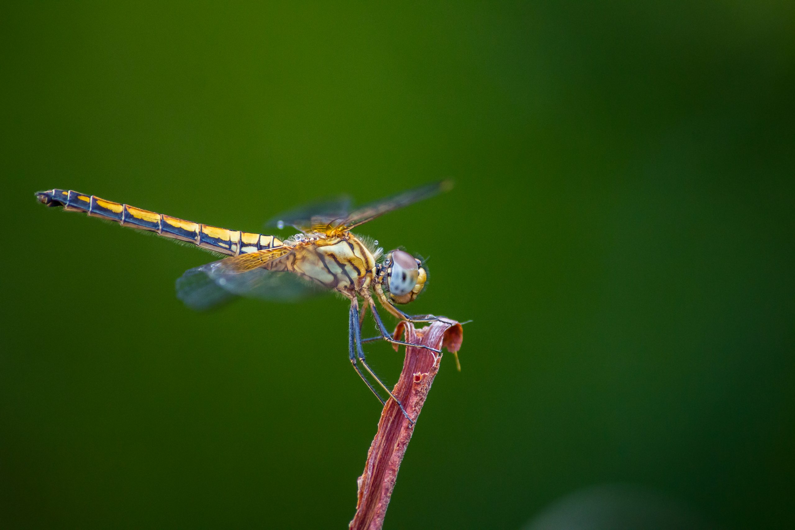 A dragonfly on a twig - PixaHive