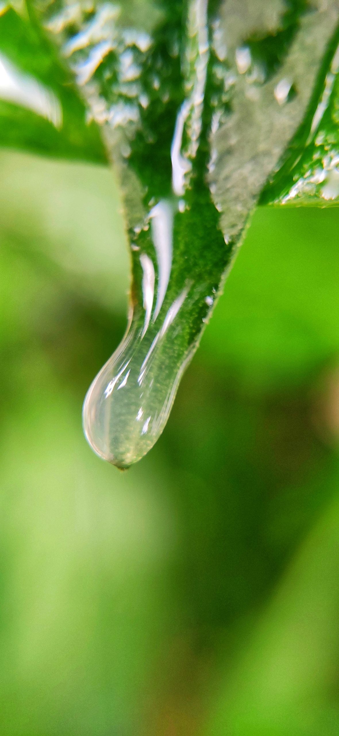 Water drop on leaf