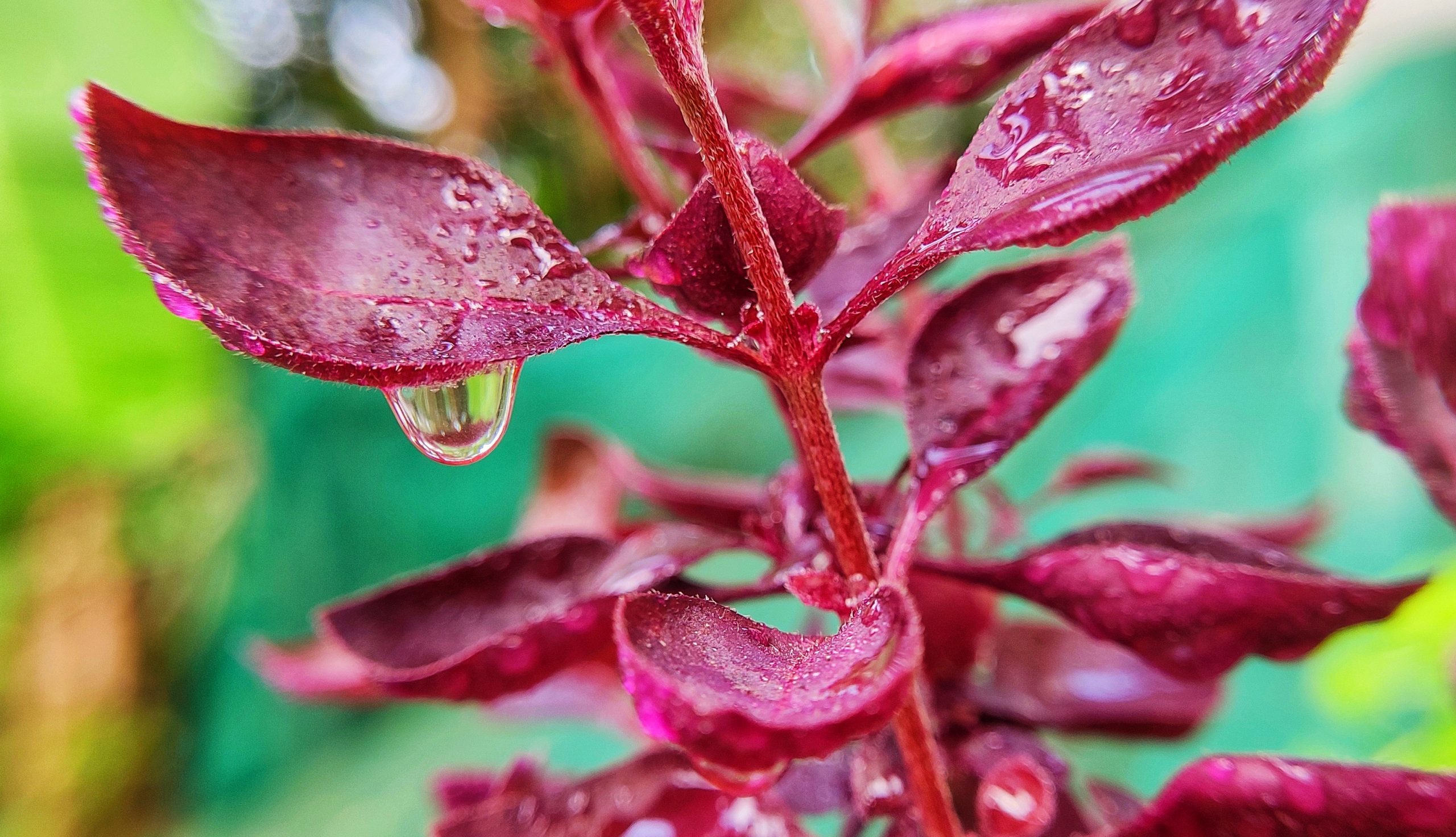 dew on a plant