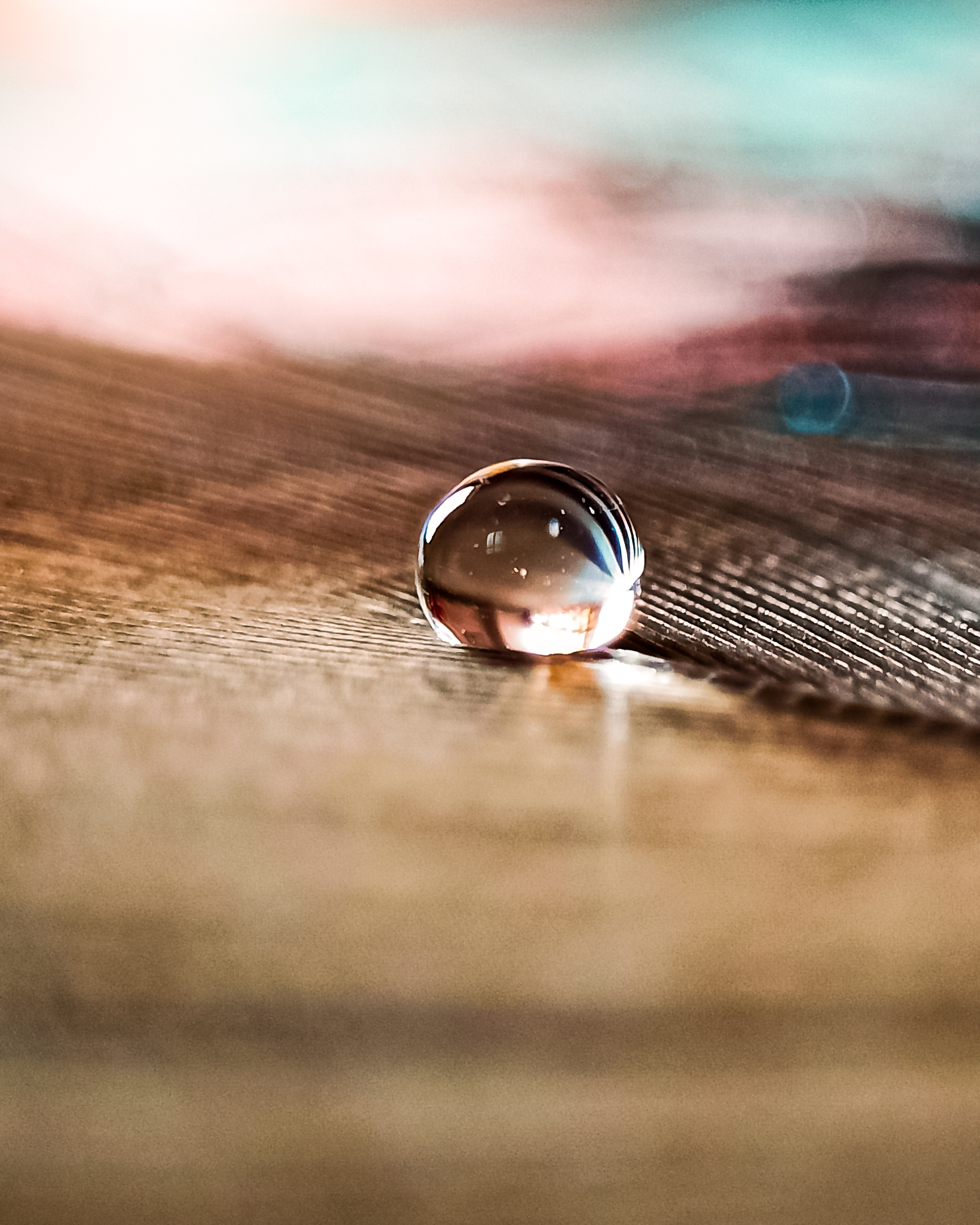 water drop on a feather