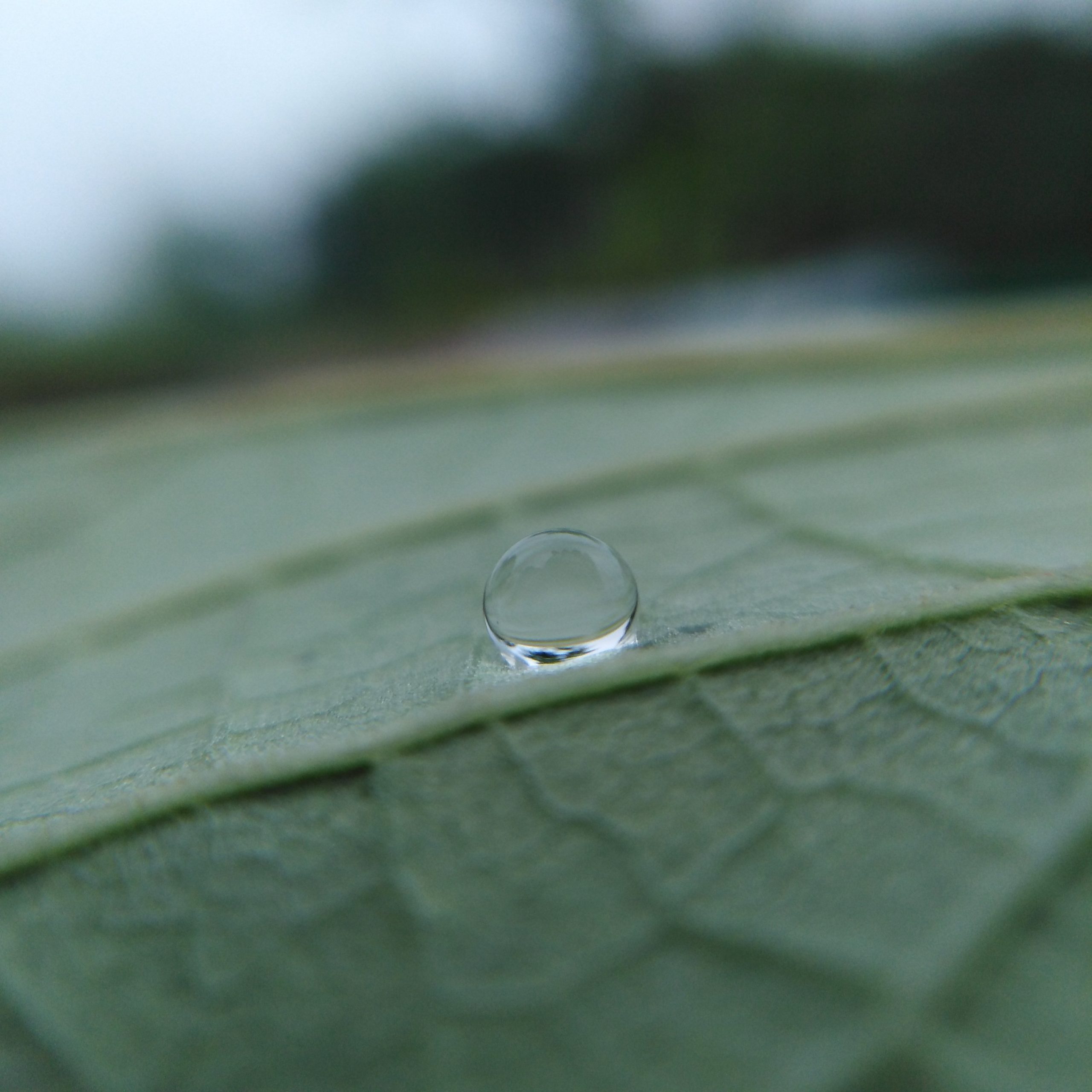 A Drop On Leaf PixaHive