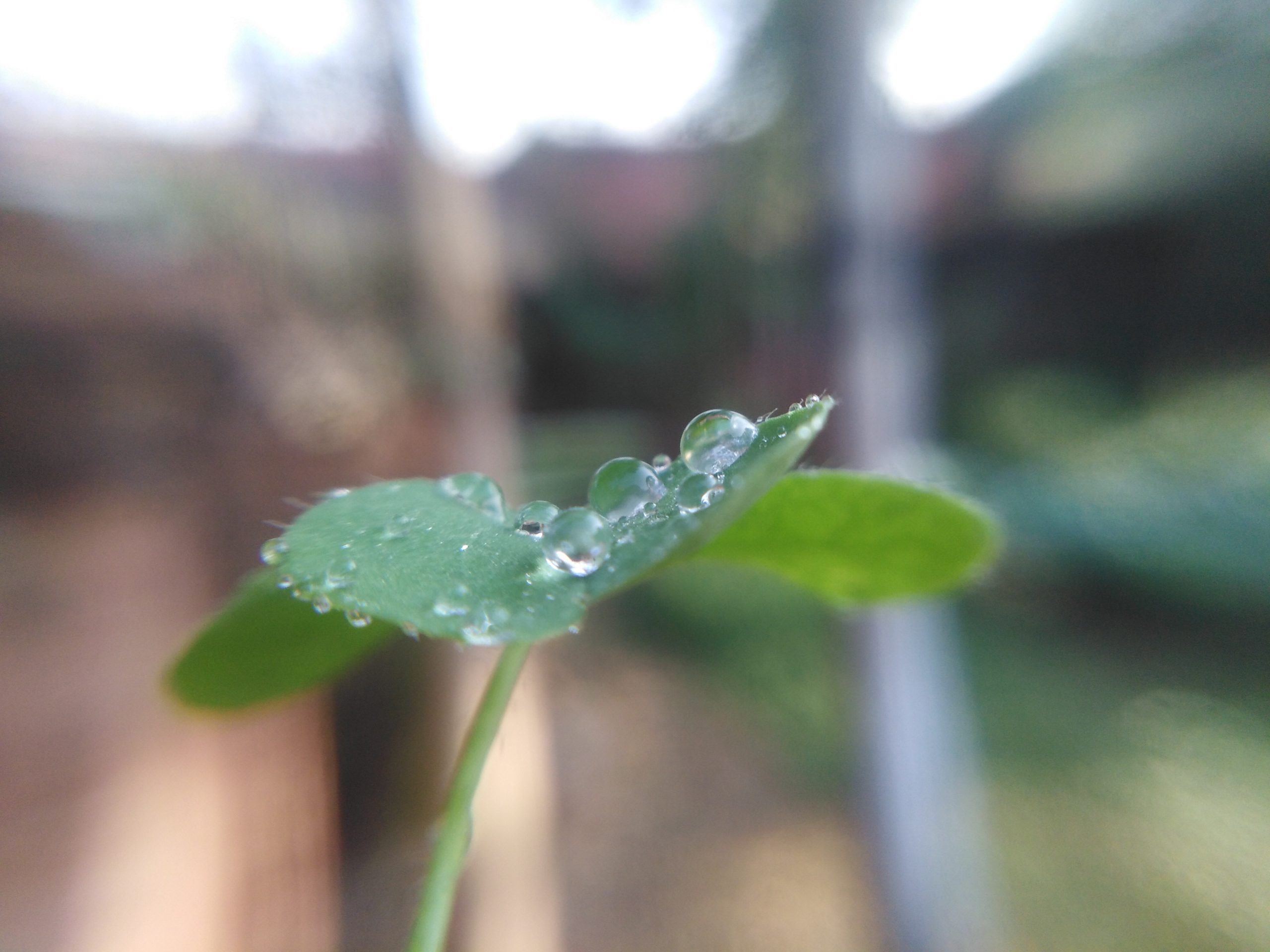 Water drops on a leaf