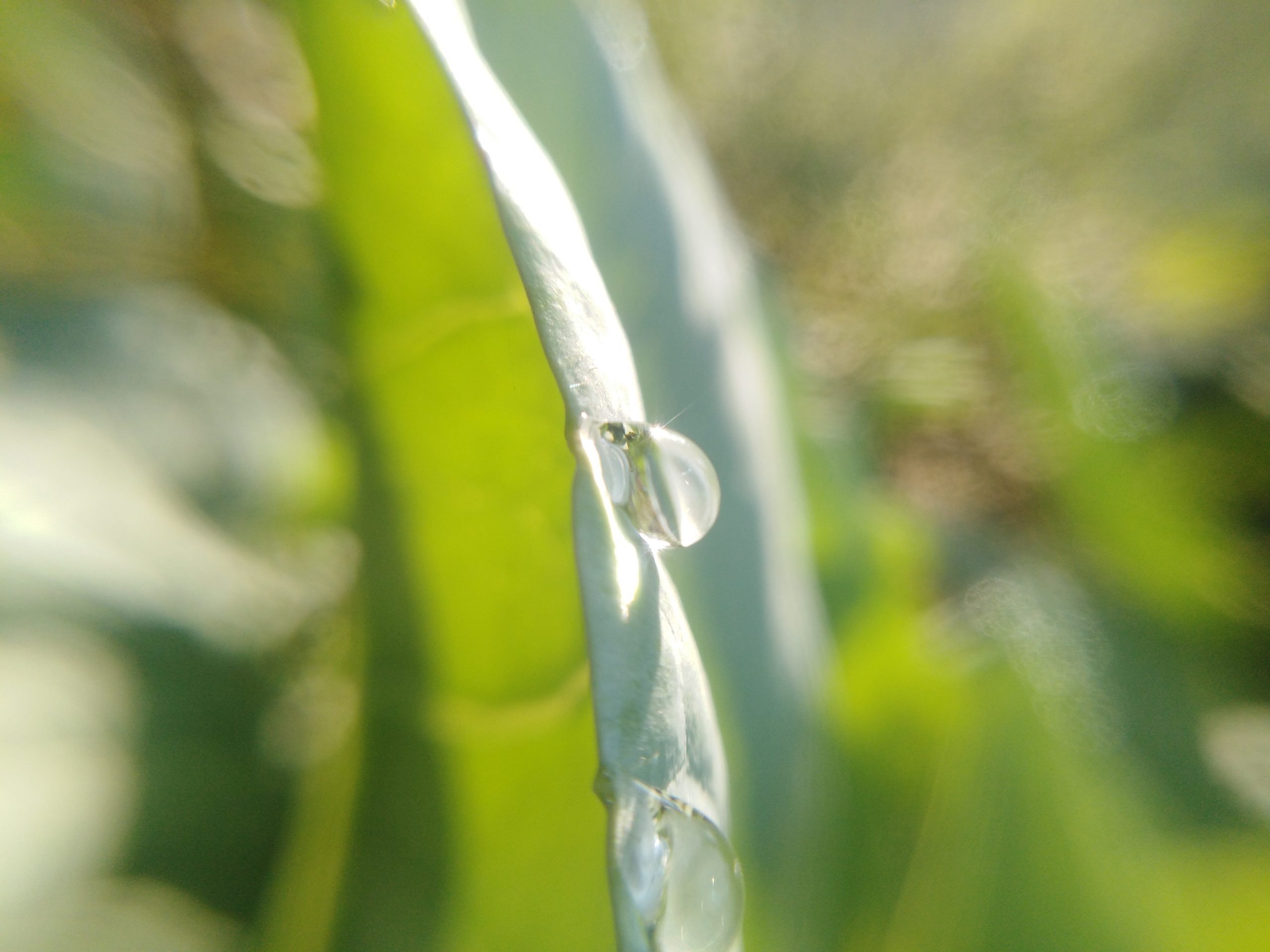 Water drops on leaf