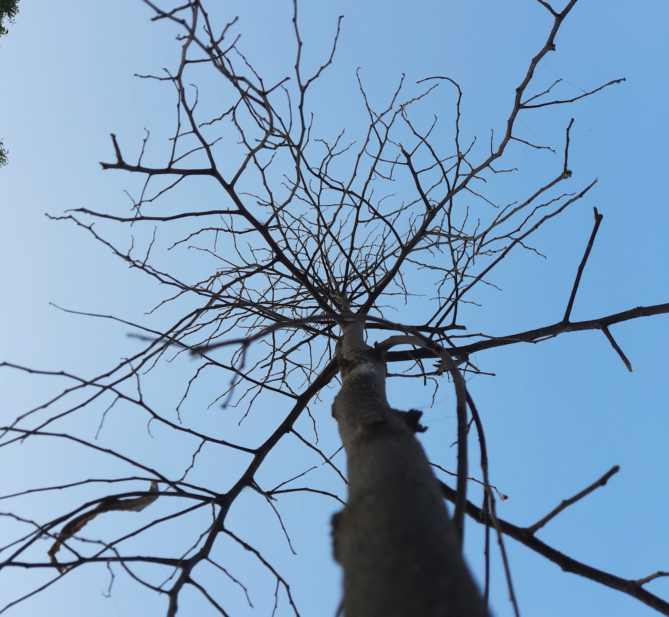 A dry tree