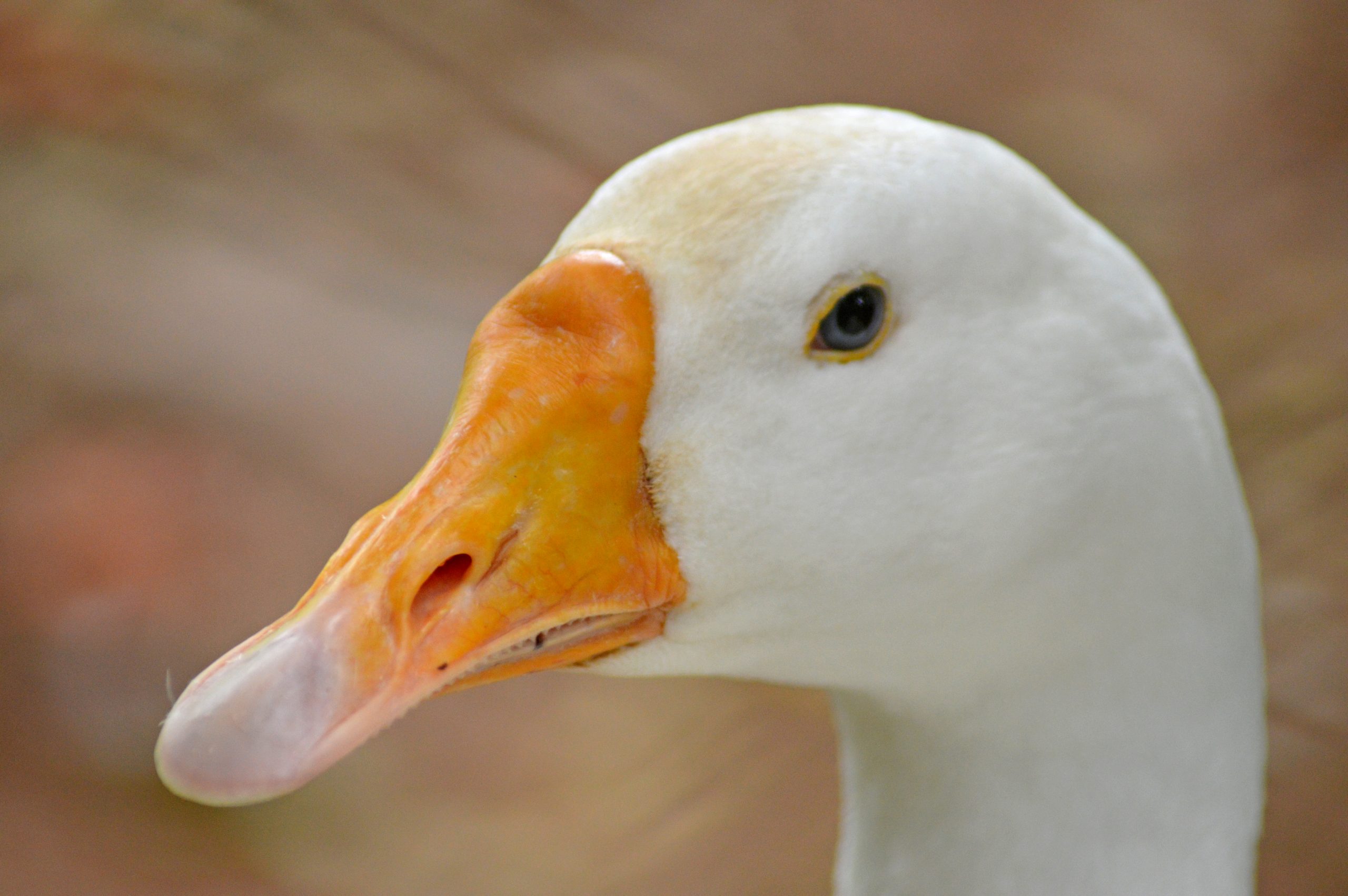 A duck head