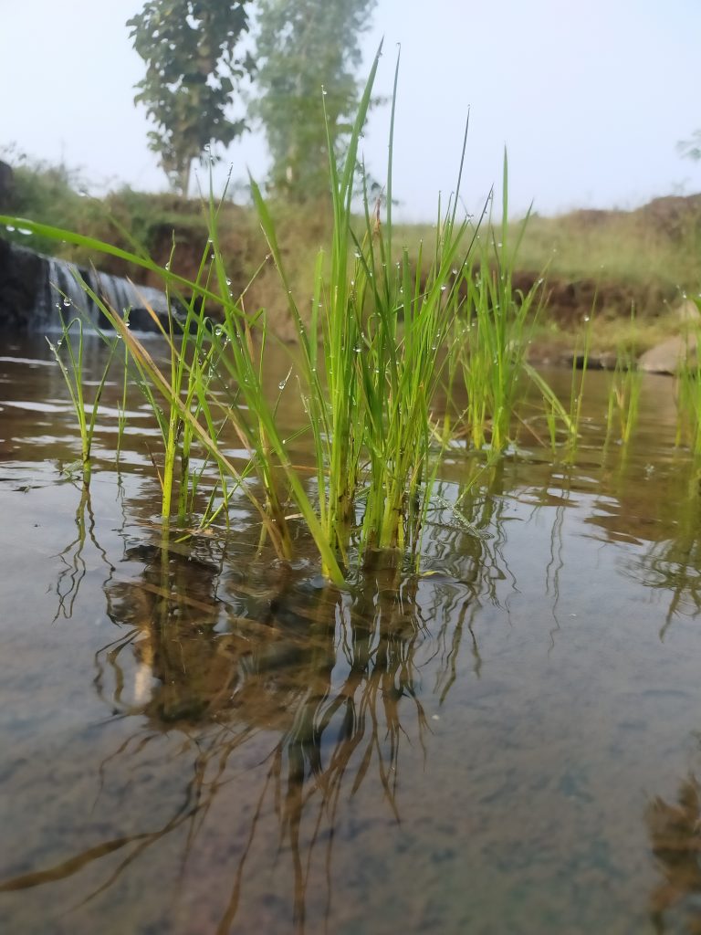 Grass in water PixaHive