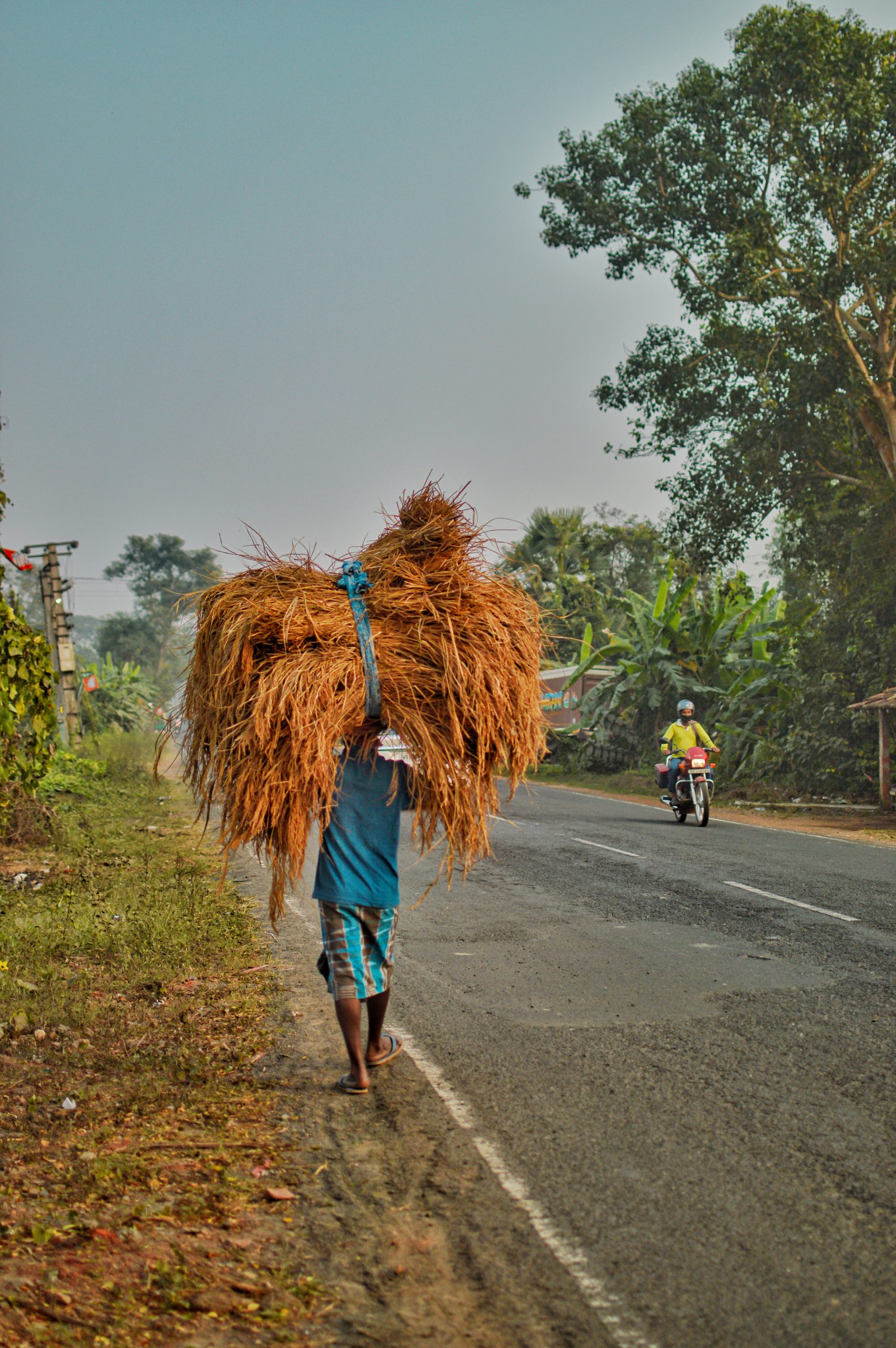 A farmer carrying a heap of grass