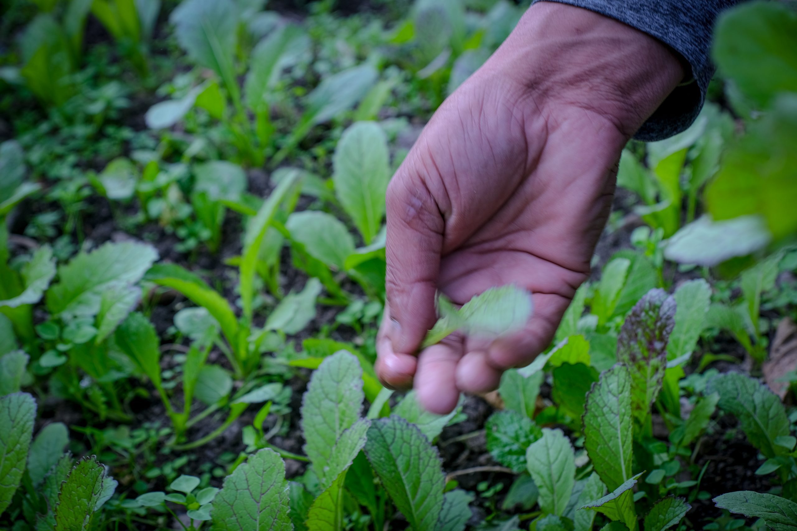 A farmer collecting edible leaves