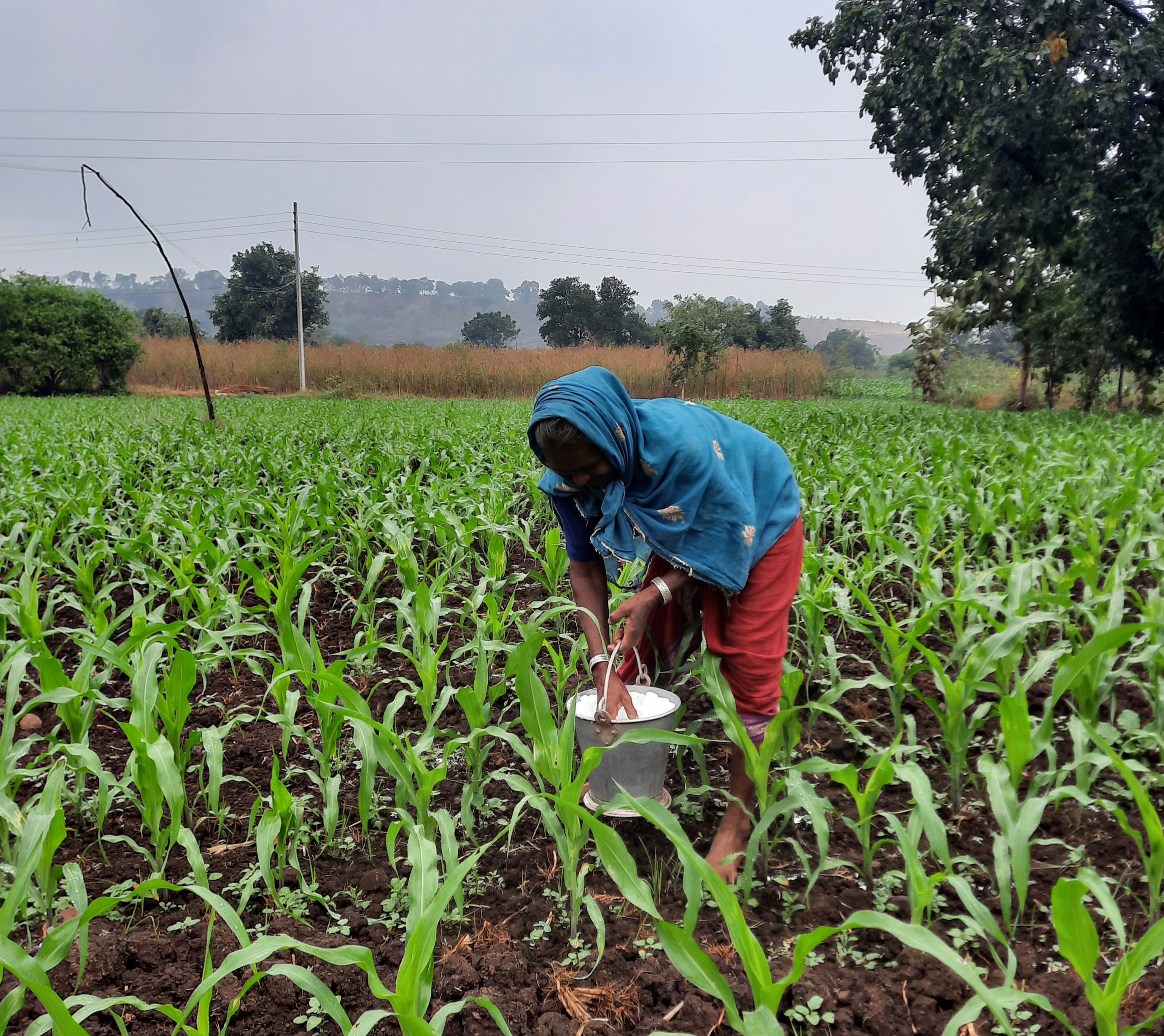 A farmer fertilizing maize plants