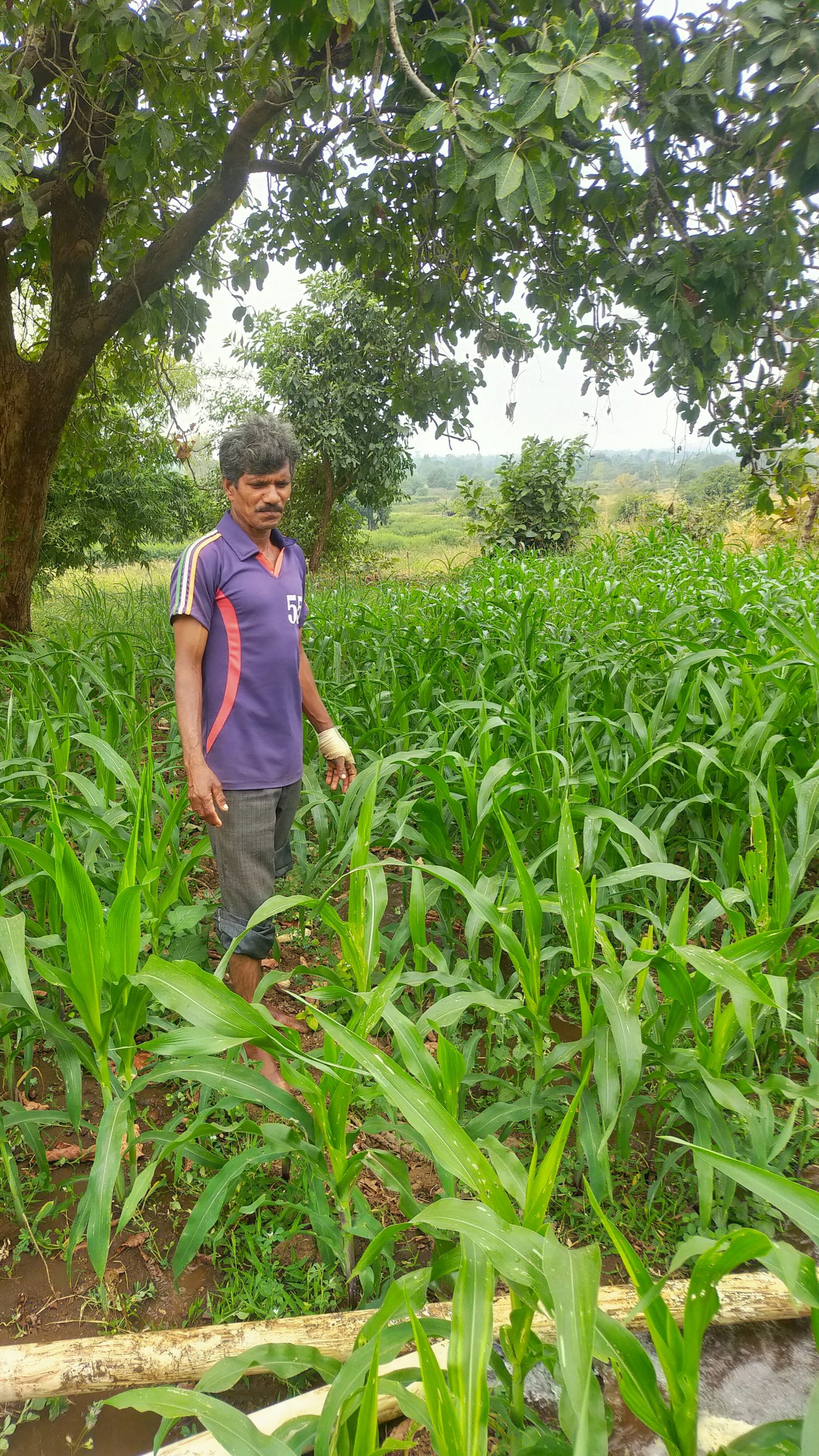 A farmer in a field