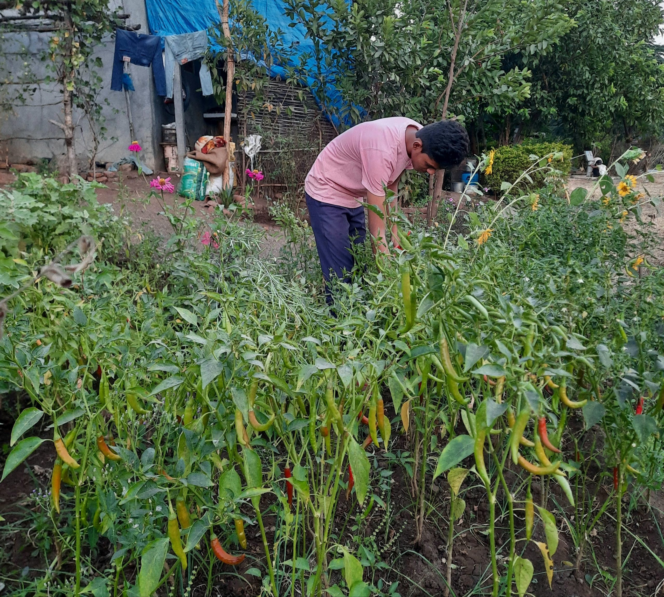 A farmer in chilli plants field
