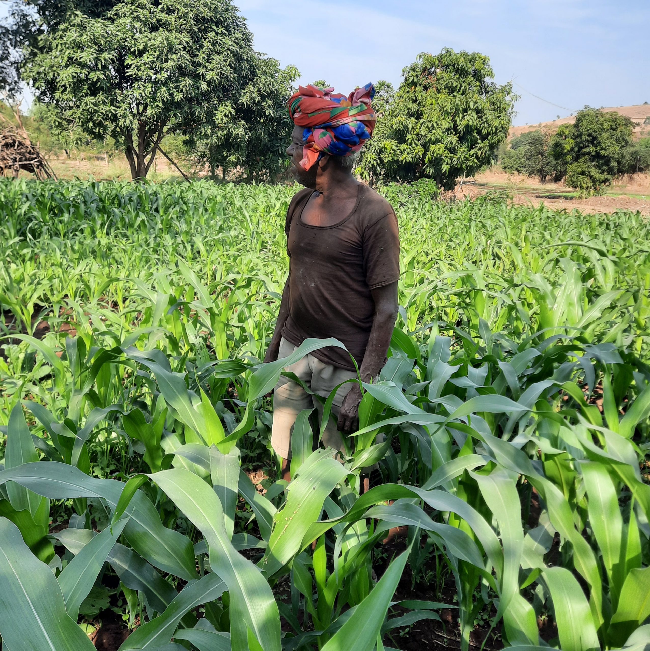 A farmer in maize plants