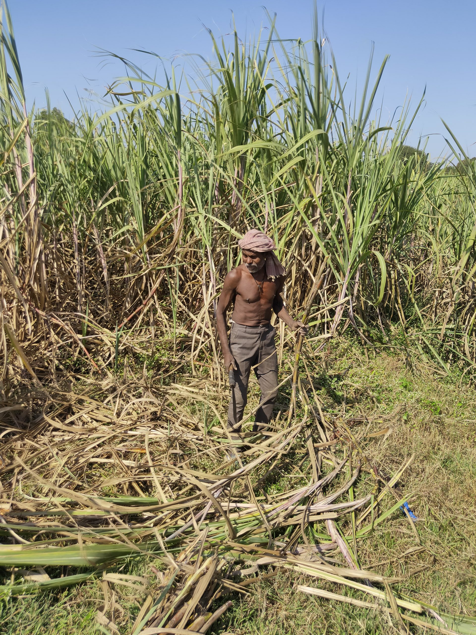 A farmer in sugarcane field