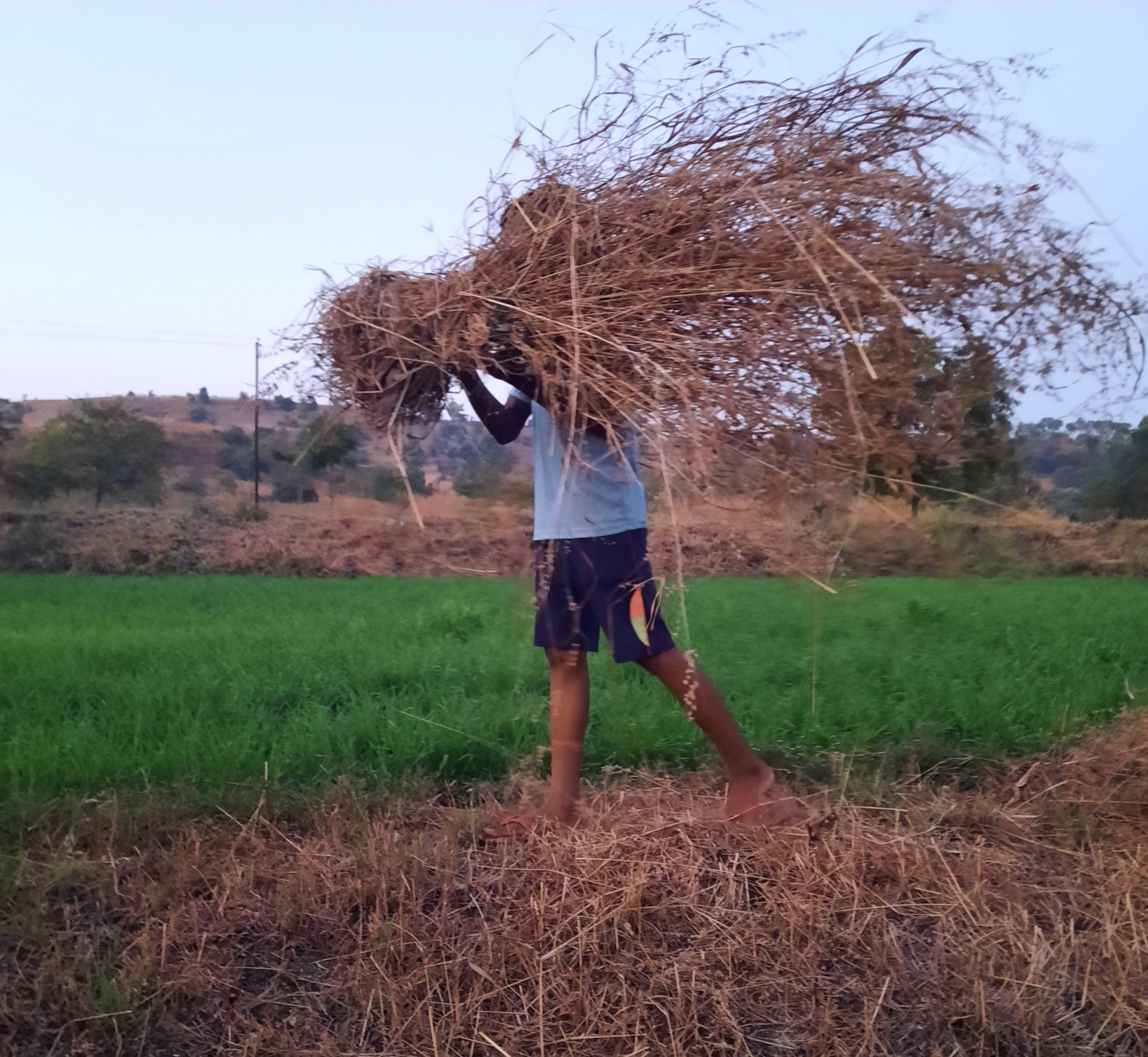 Farmer in the field