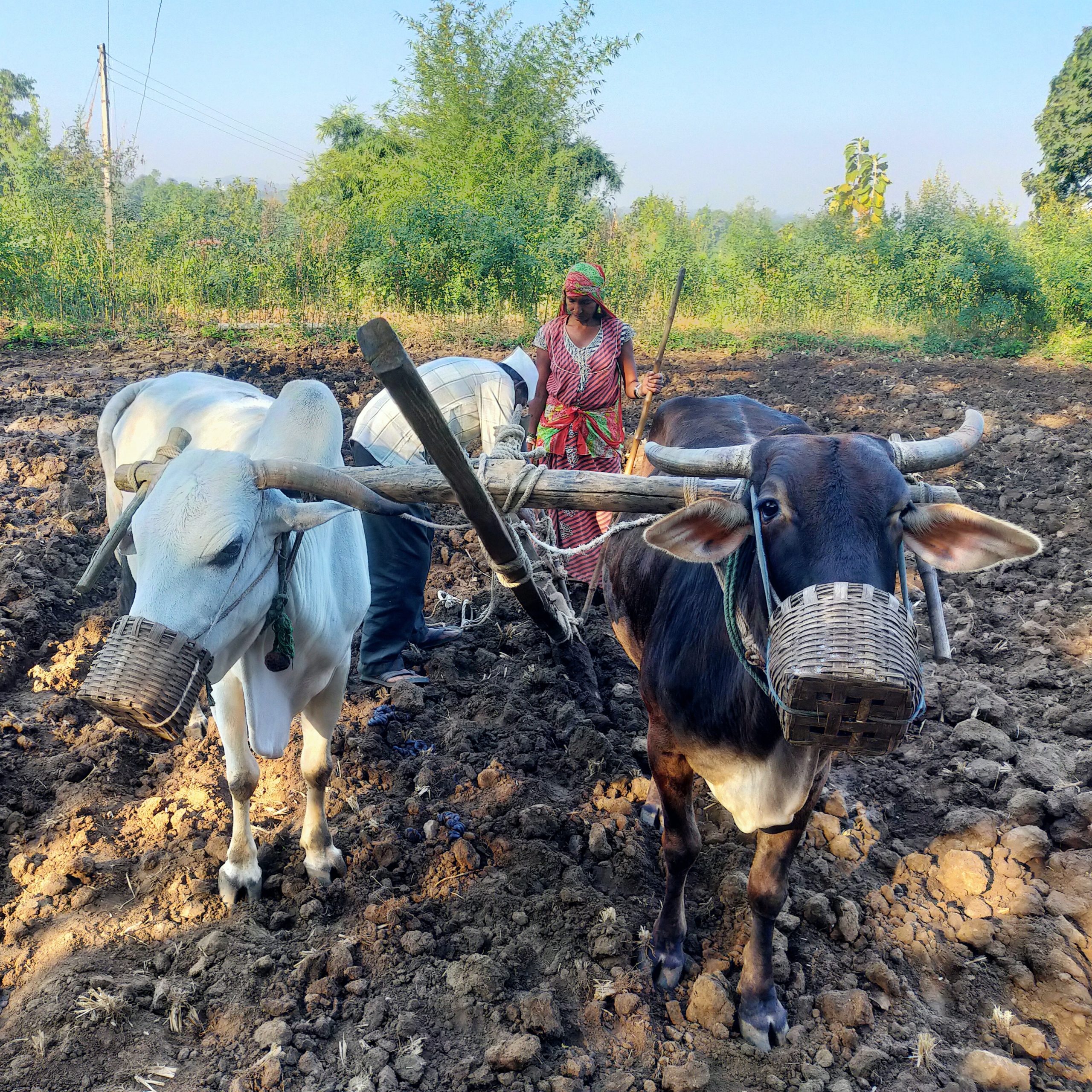 A farmer plough with oxen