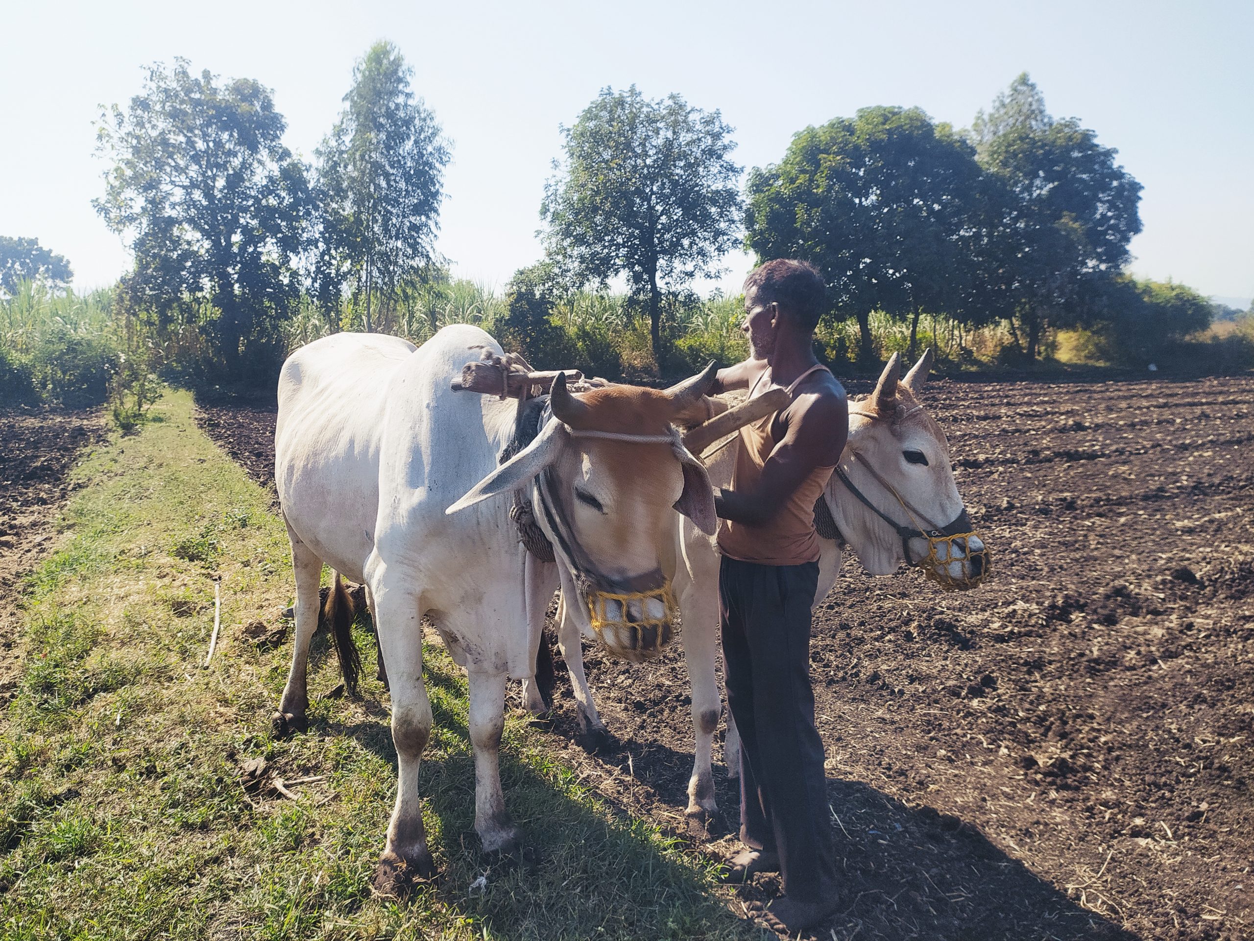 A farmer preparing his oxen