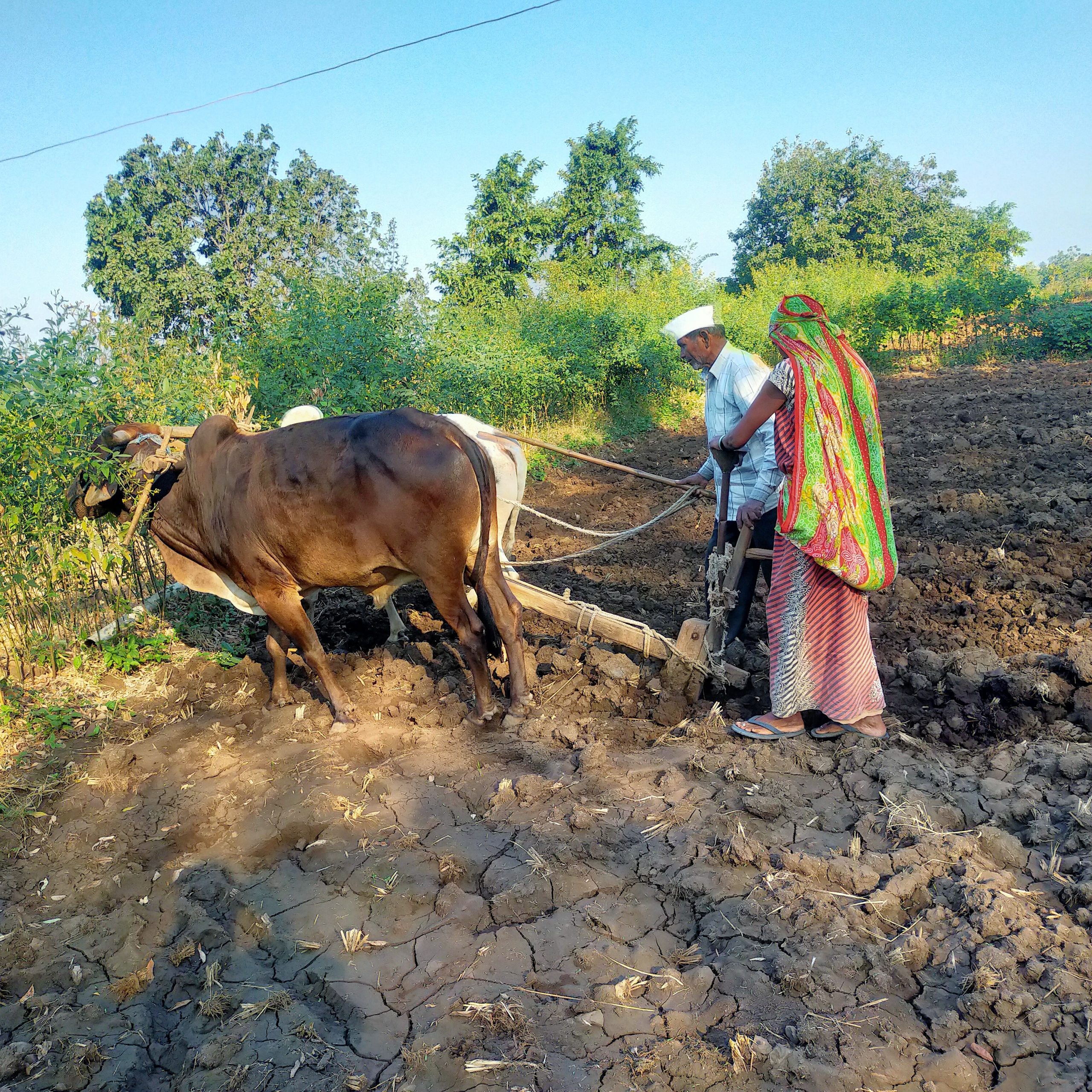farmers working in field