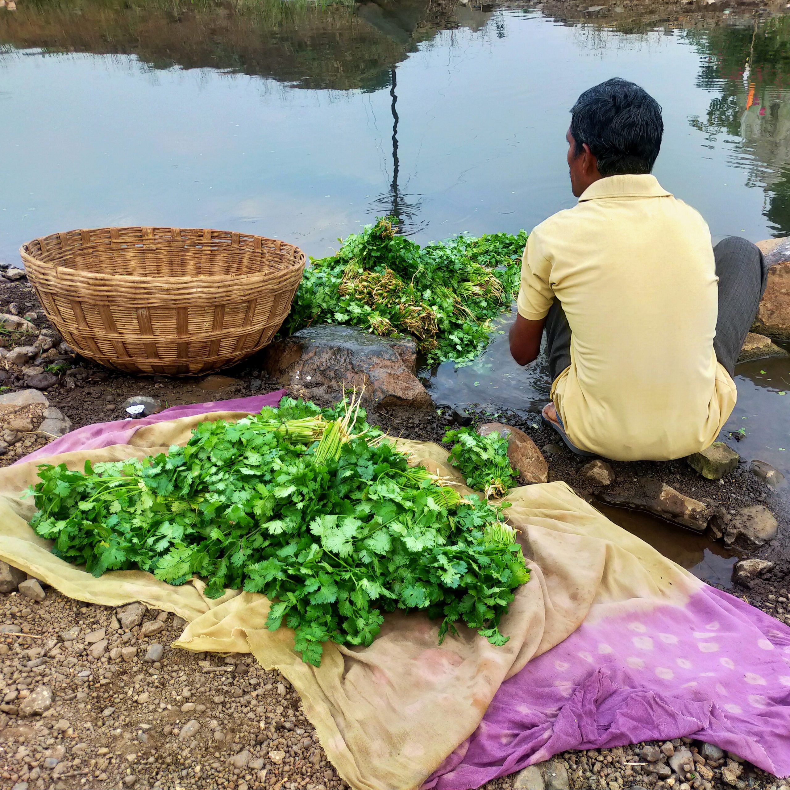 A farmer wash coriander