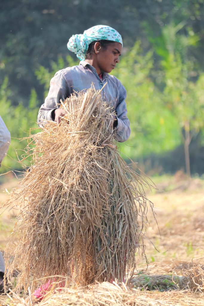 A Farmer With Dry Rice Plants Pixahive 4689