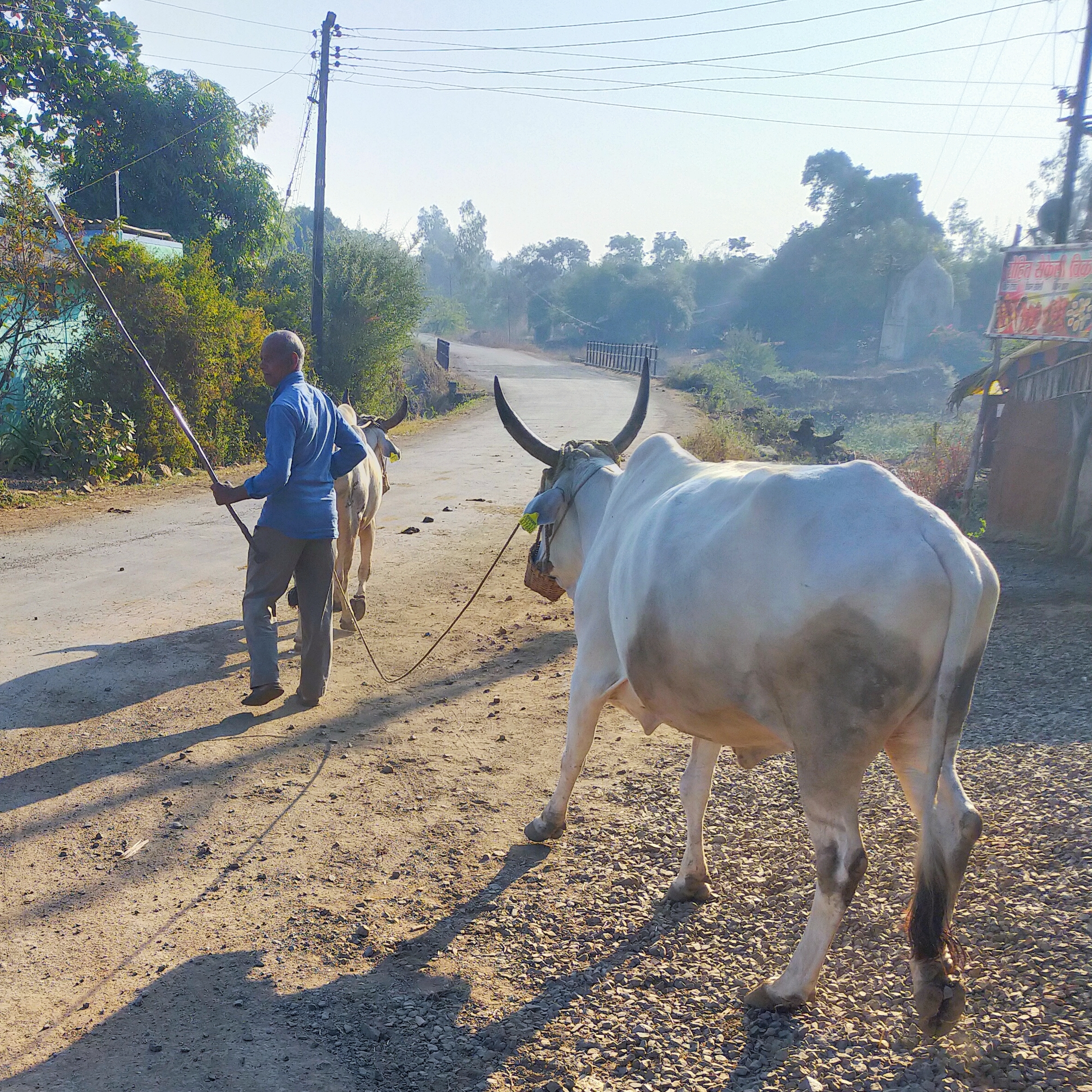 A farmer with his oxen